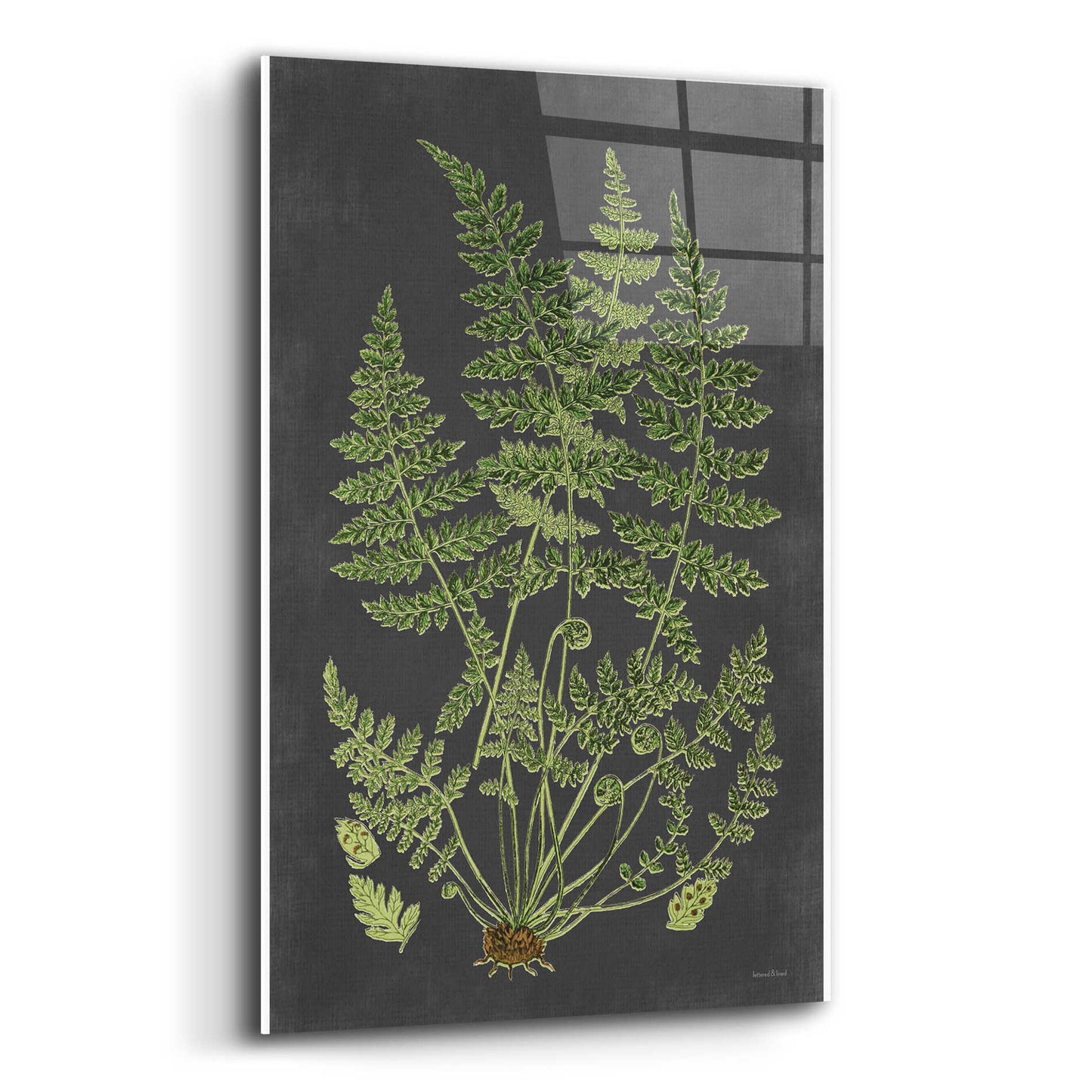 Epic Art 'Fern Study' by lettered & lined, Acrylic Glass Wall Art,12x16