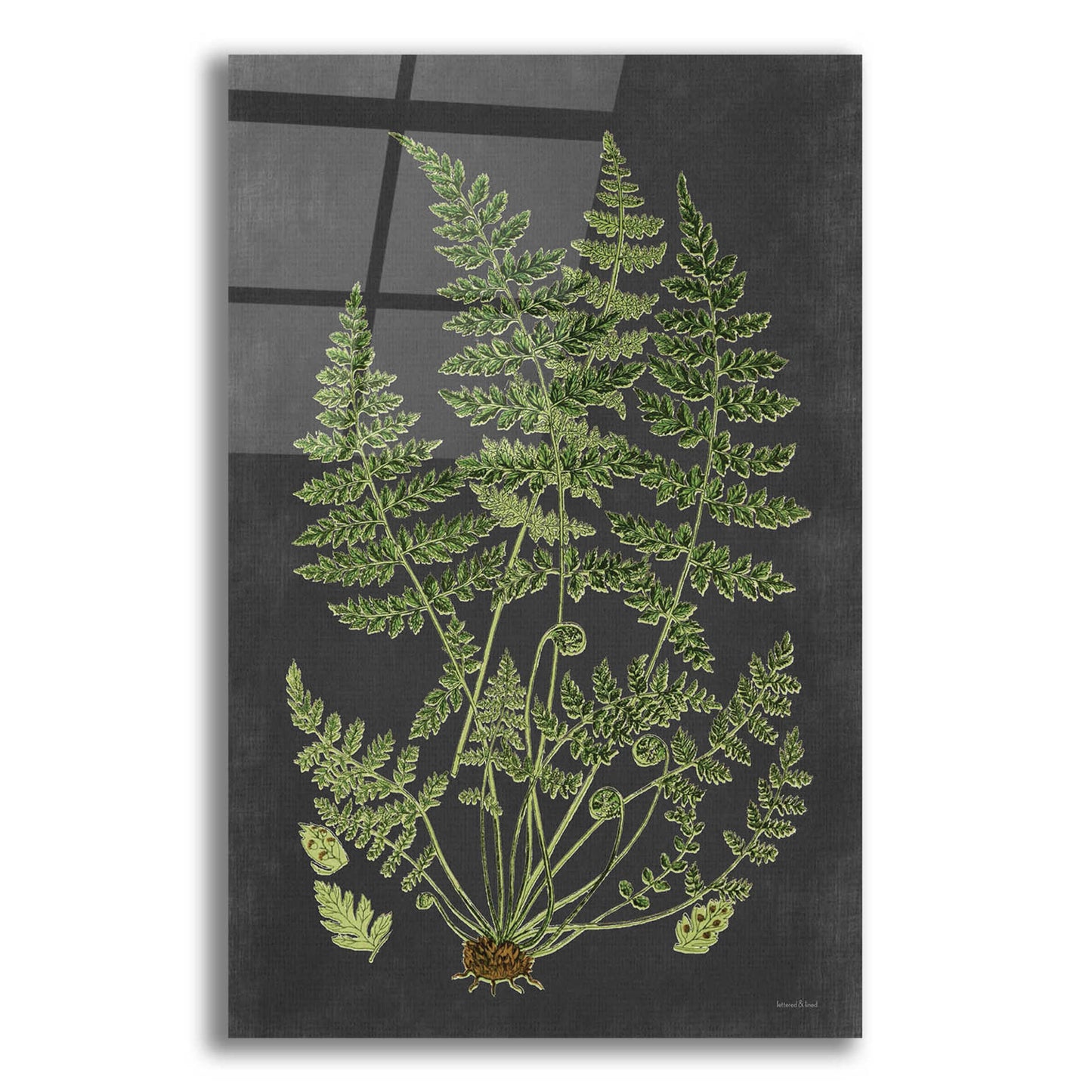 Epic Art 'Fern Study' by lettered & lined, Acrylic Glass Wall Art,12x16