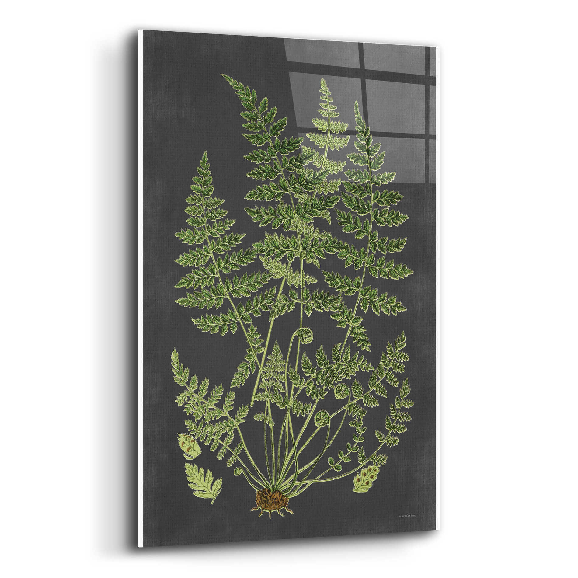 Epic Art 'Fern Study' by lettered & lined, Acrylic Glass Wall Art,16x24