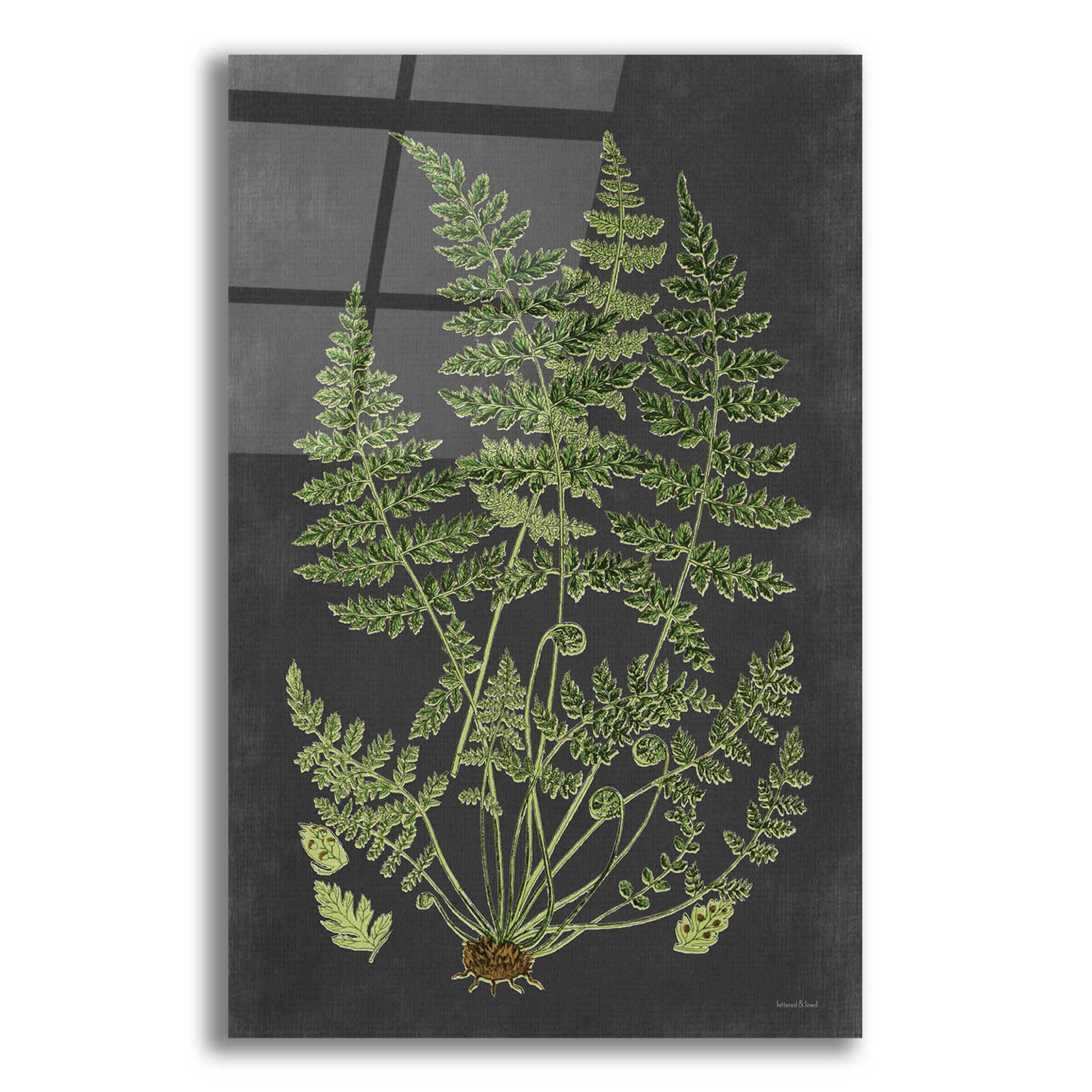 Epic Art 'Fern Study' by lettered & lined, Acrylic Glass Wall Art