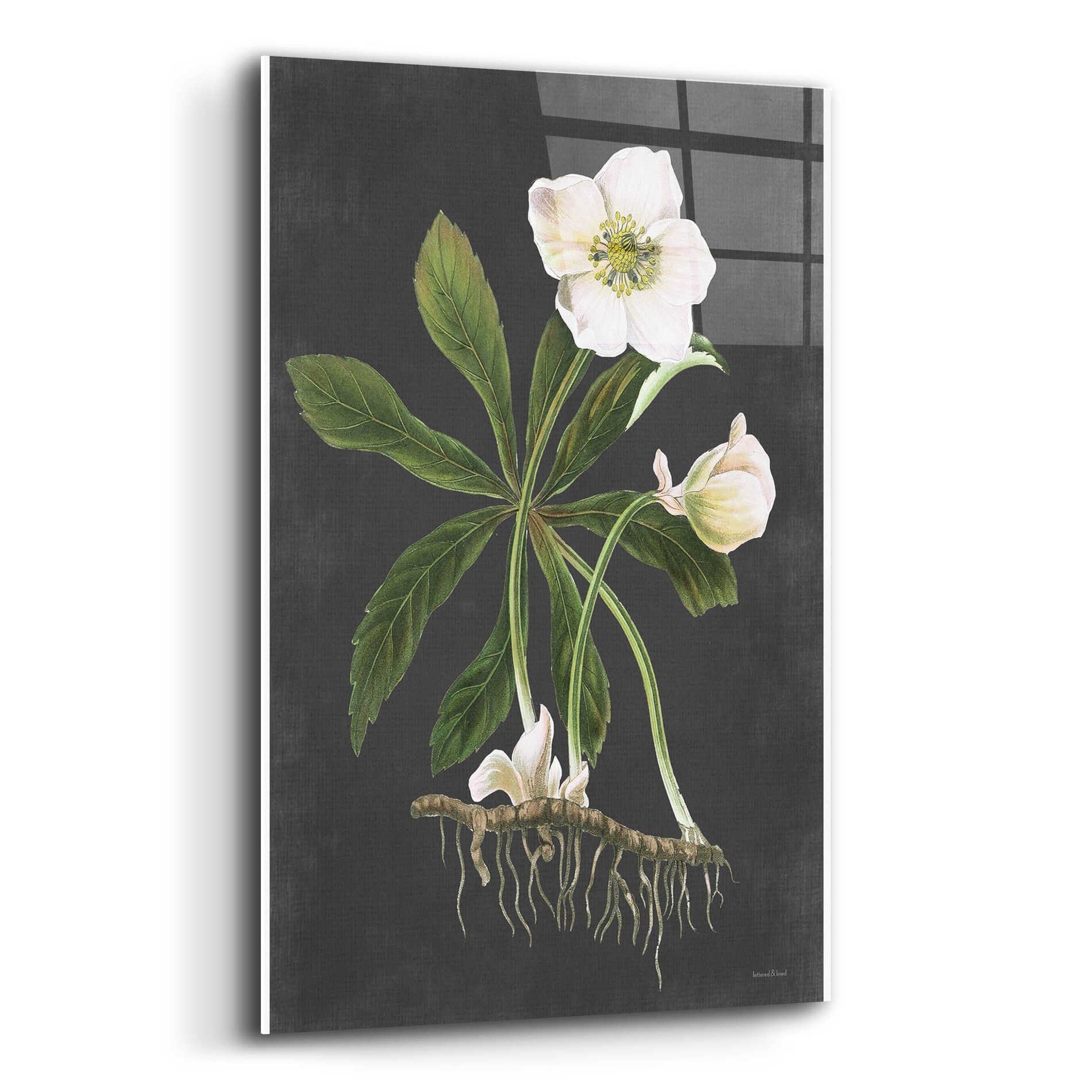 Epic Art 'Hellebore' by lettered & lined, Acrylic Glass Wall Art,12x16