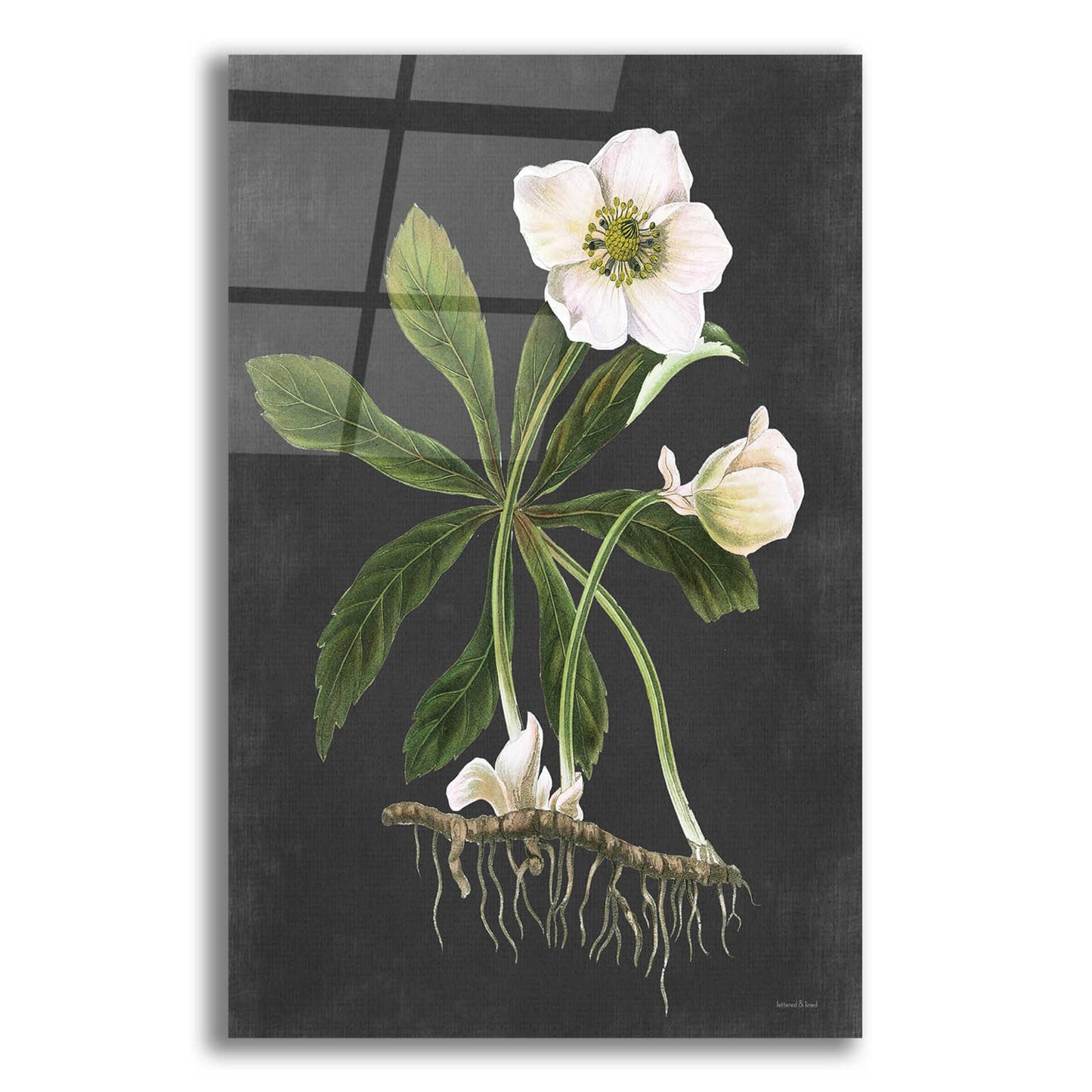 Epic Art 'Hellebore' by lettered & lined, Acrylic Glass Wall Art,12x16