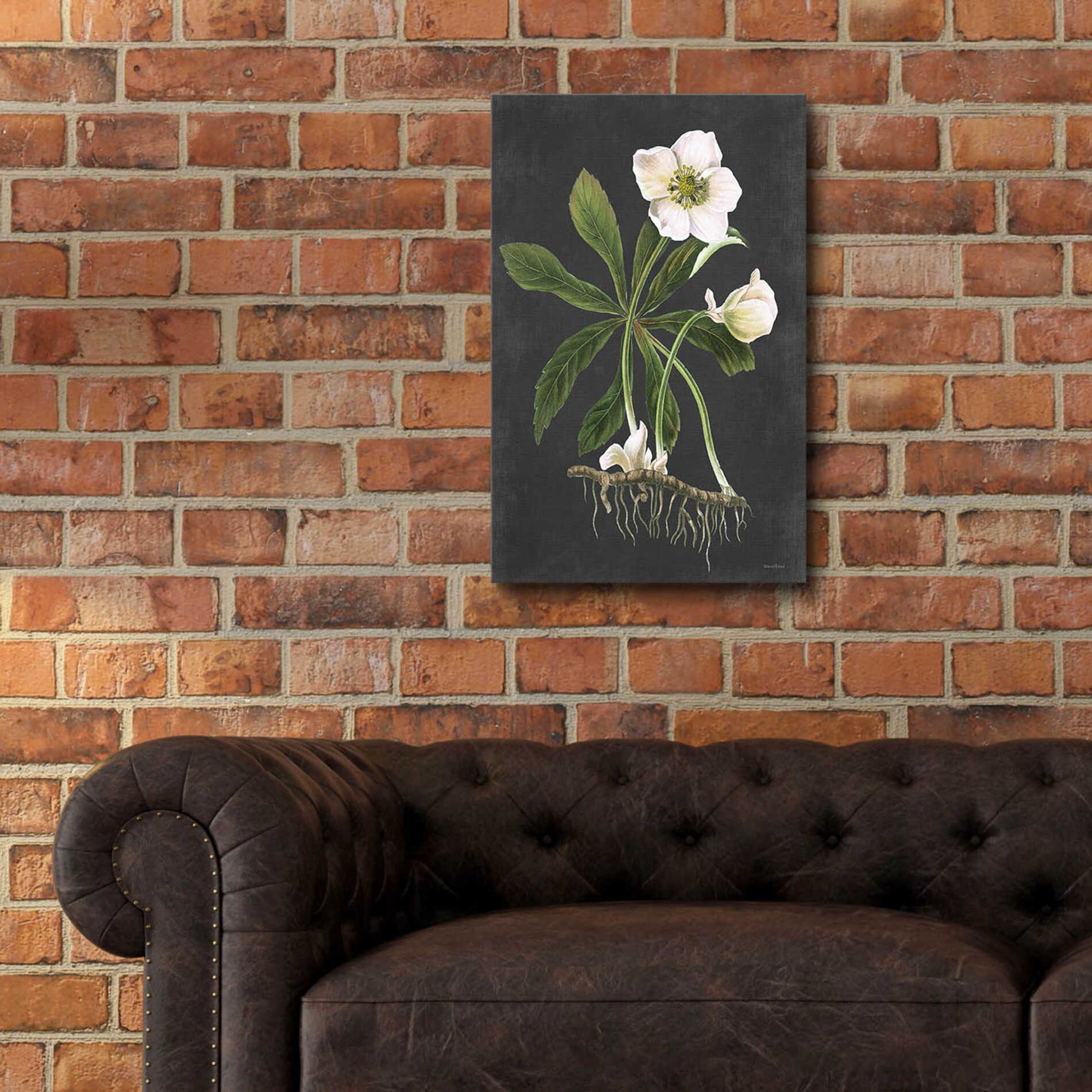 Epic Art 'Hellebore' by lettered & lined, Acrylic Glass Wall Art,16x24