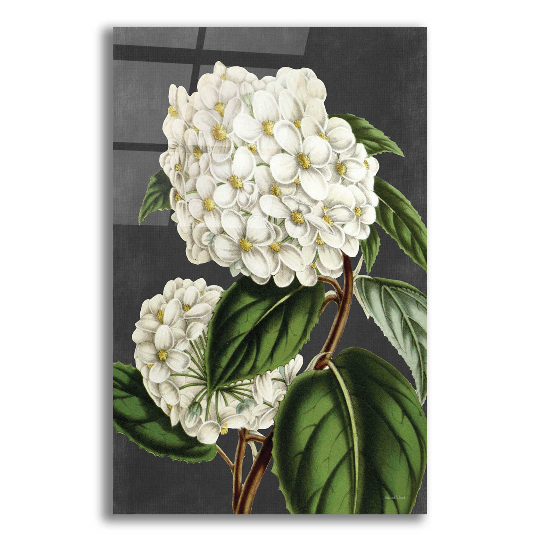 Epic Art 'Hydrangea' by lettered & lined, Acrylic Glass Wall Art,12x16