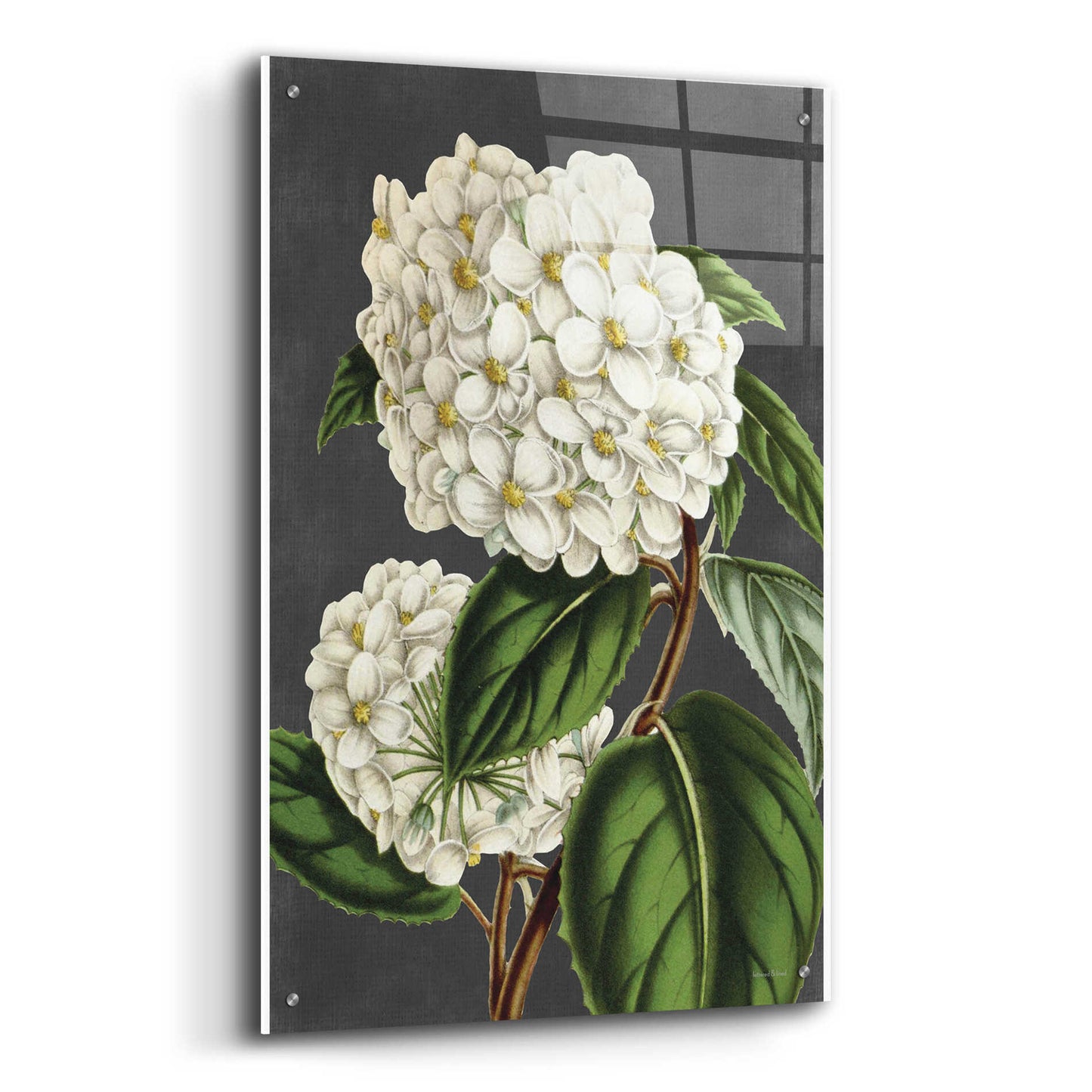 Epic Art 'Hydrangea' by lettered & lined, Acrylic Glass Wall Art,24x36