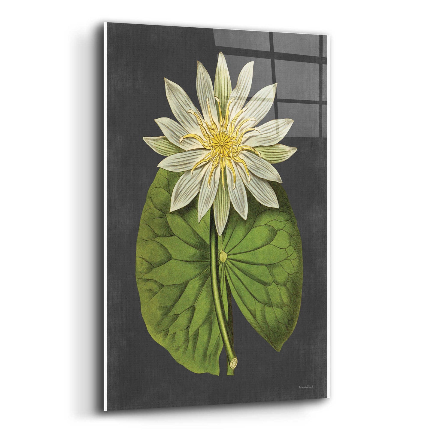 Epic Art 'Lily' by lettered & lined, Acrylic Glass Wall Art,12x16