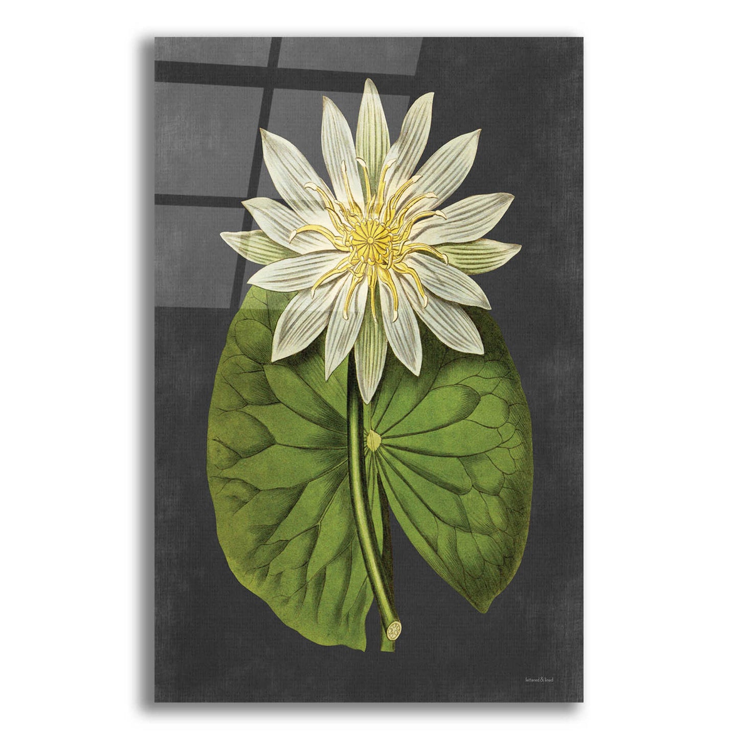 Epic Art 'Lily' by lettered & lined, Acrylic Glass Wall Art,12x16