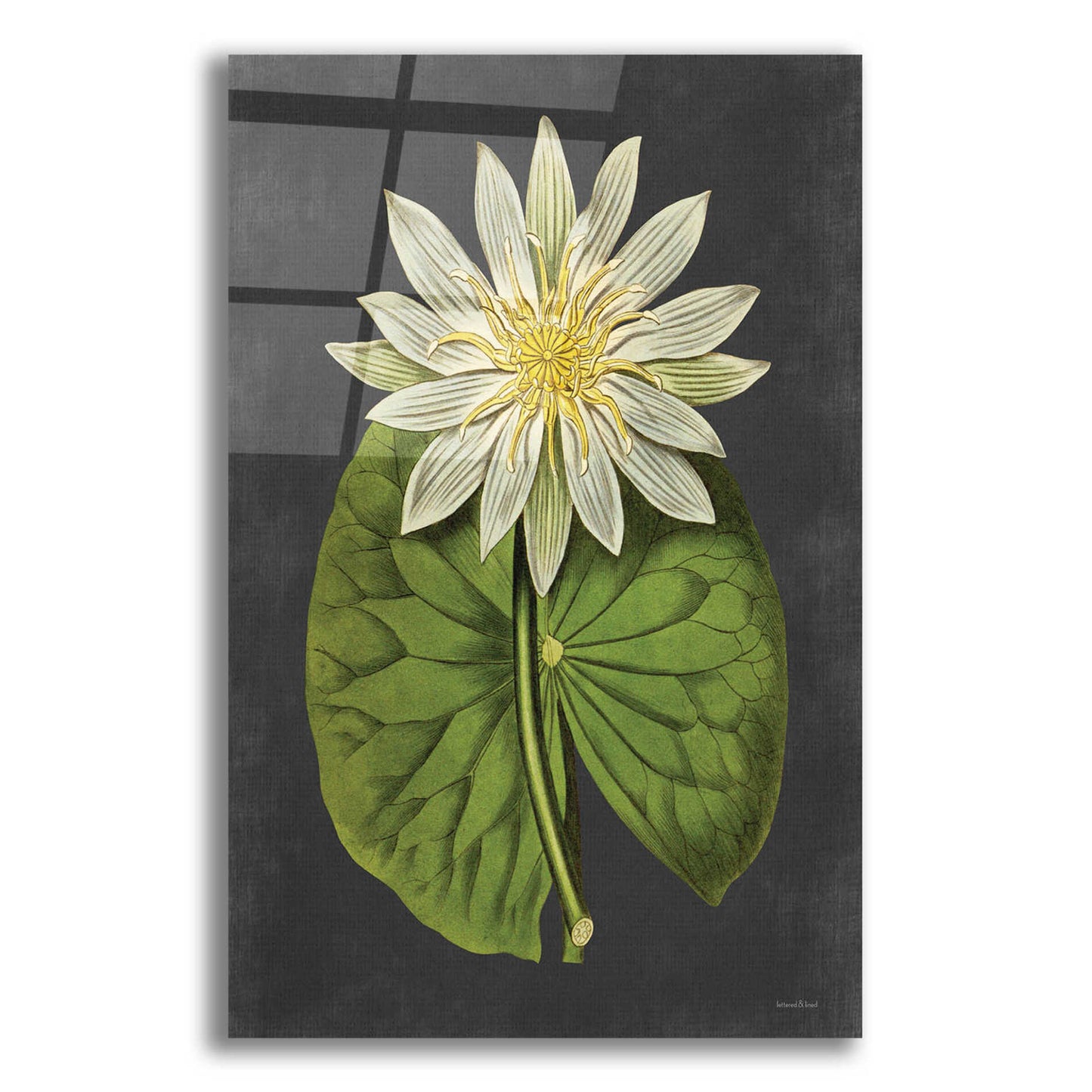 Epic Art 'Lily' by lettered & lined, Acrylic Glass Wall Art,16x24