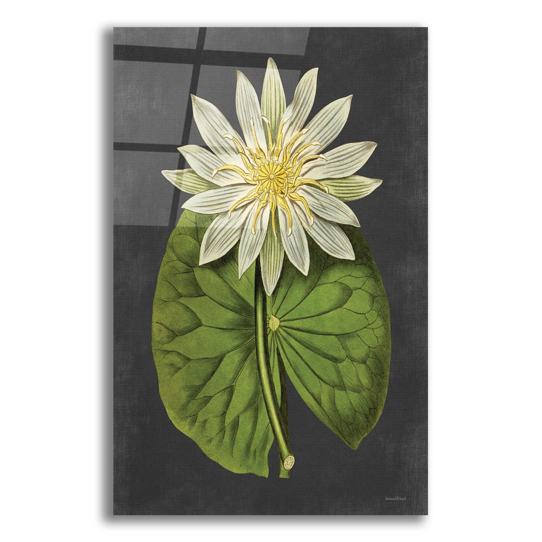 Epic Art 'Lily' by lettered & lined, Acrylic Glass Wall Art