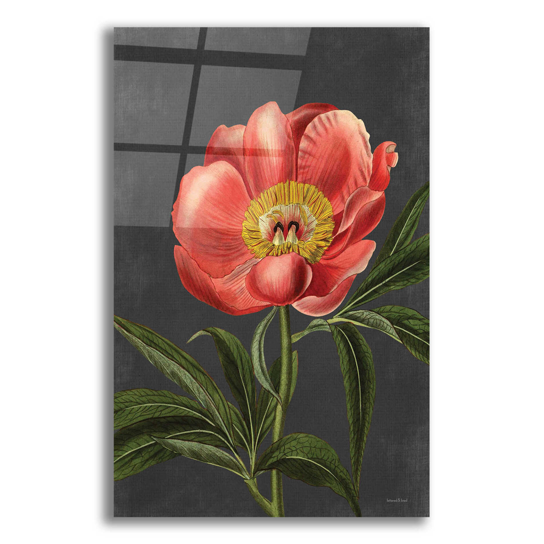 Epic Art 'Peony' by lettered & lined, Acrylic Glass Wall Art,12x16
