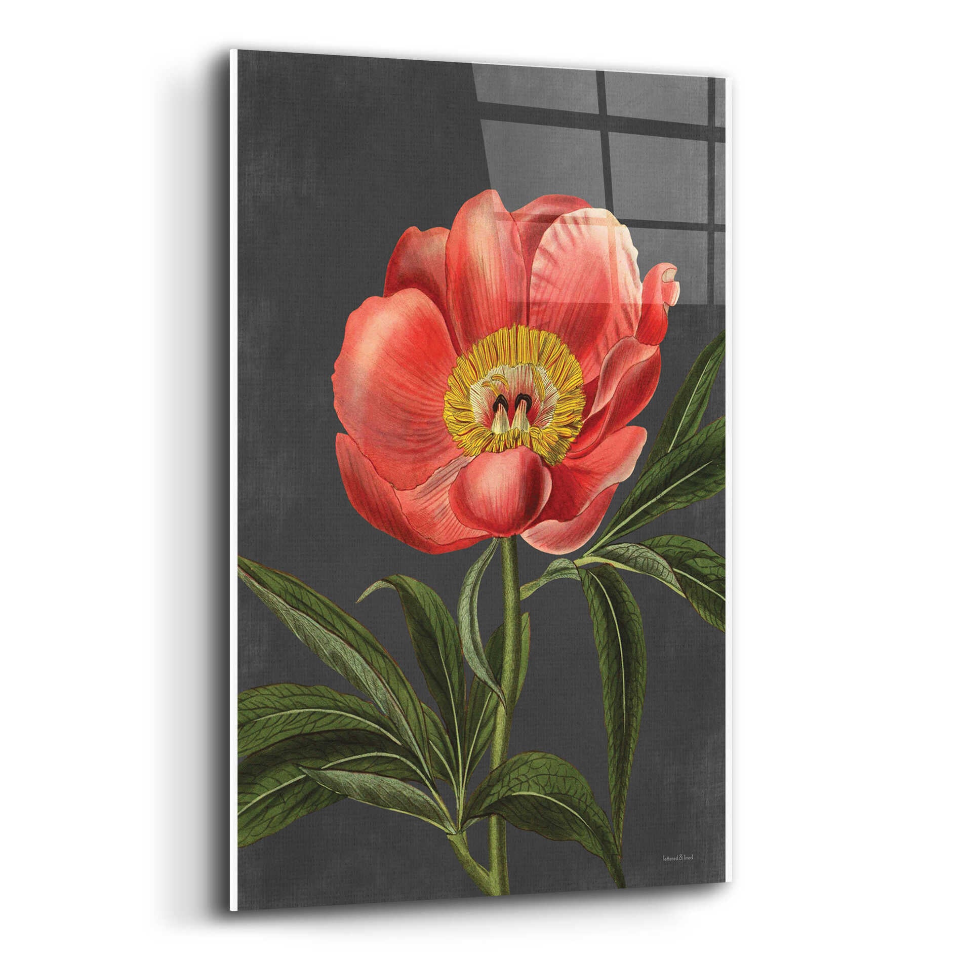 Epic Art 'Peony' by lettered & lined, Acrylic Glass Wall Art,16x24