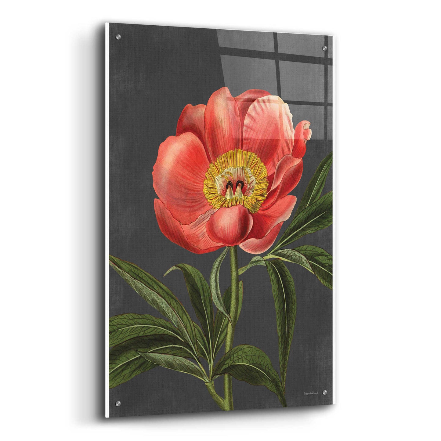 Epic Art 'Peony' by lettered & lined, Acrylic Glass Wall Art,24x36