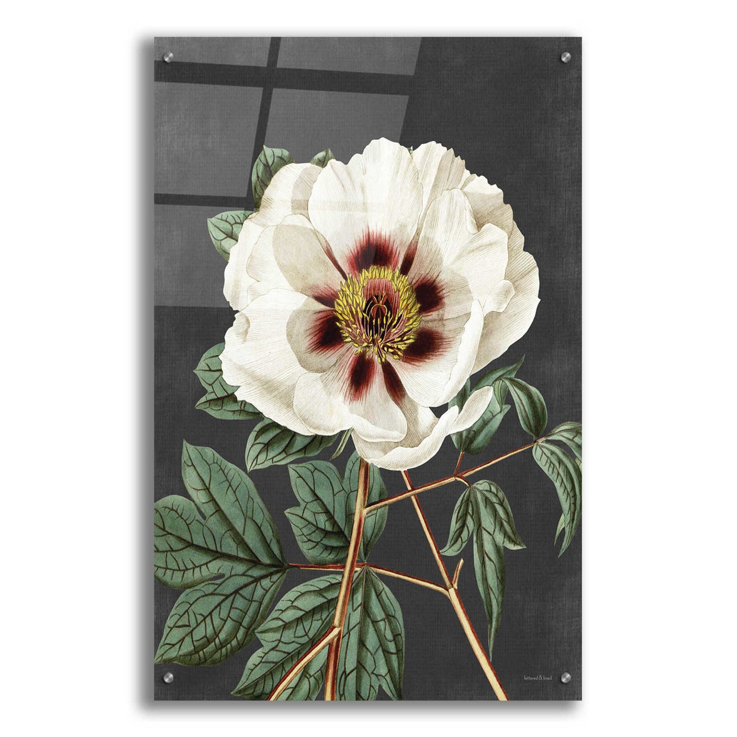 Epic Art 'Vintage Rose' by lettered & lined, Acrylic Glass Wall Art,24x36