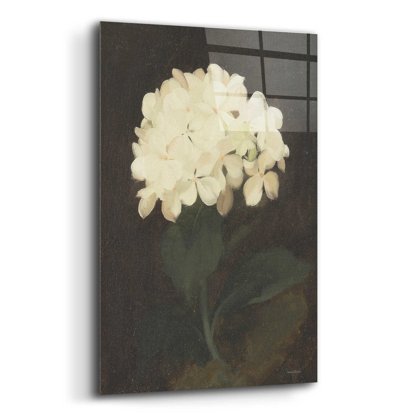 Epic Art 'Vintage White Hydrangea' by lettered & lined, Acrylic Glass Wall Art,12x16