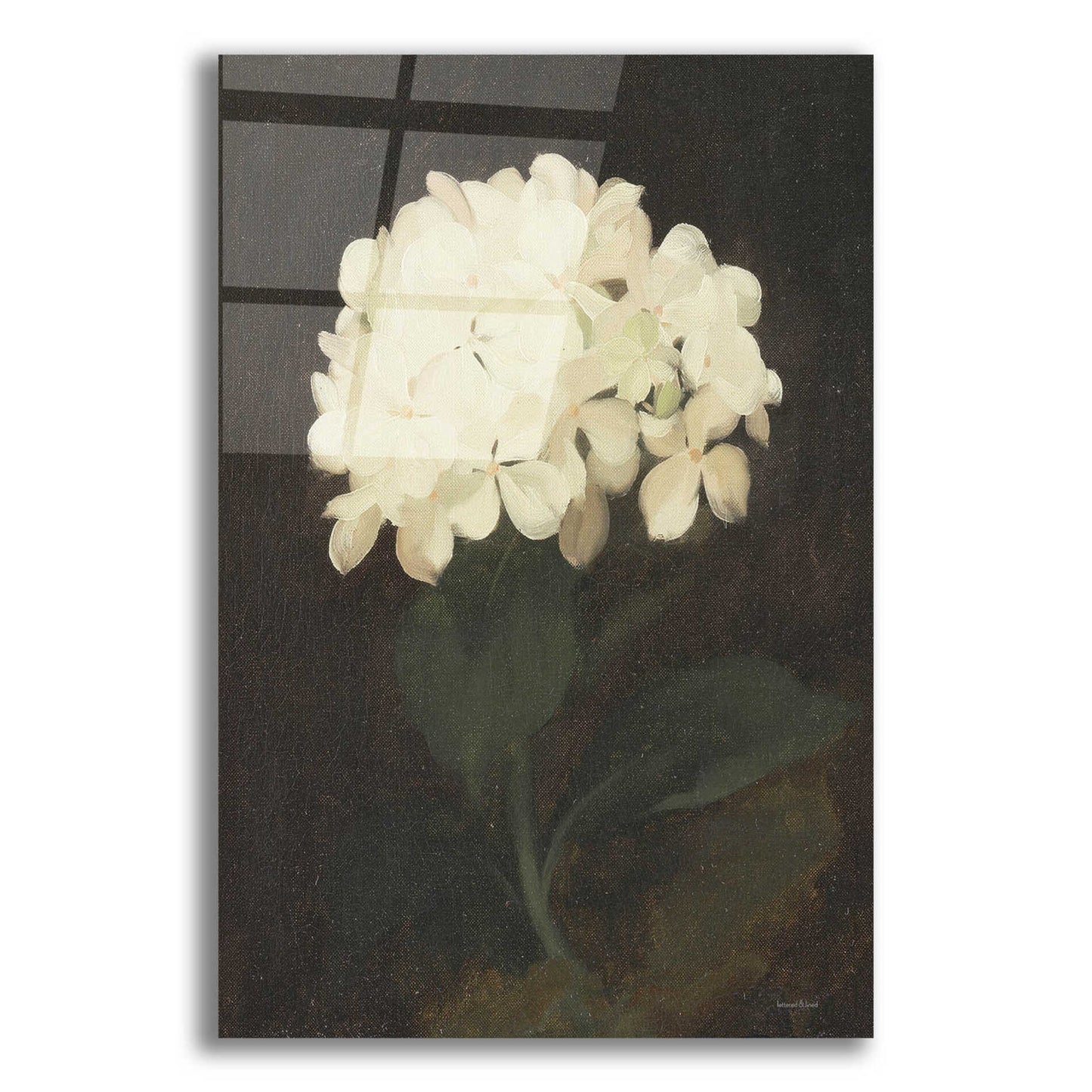 Epic Art 'Vintage White Hydrangea' by lettered & lined, Acrylic Glass Wall Art,12x16