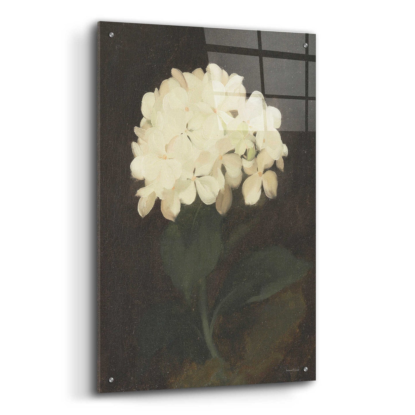 Epic Art 'Vintage White Hydrangea' by lettered & lined, Acrylic Glass Wall Art,24x36