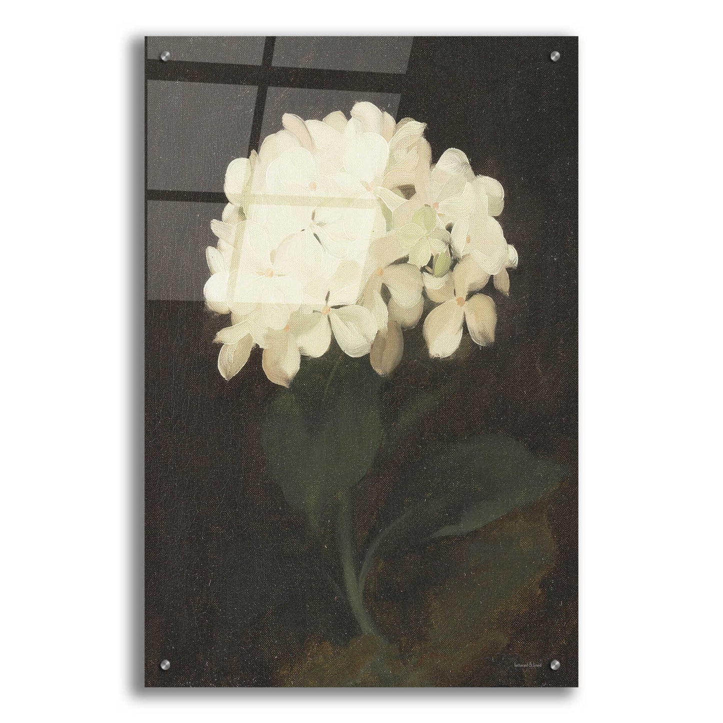 Epic Art 'Vintage White Hydrangea' by lettered & lined, Acrylic Glass Wall Art,24x36