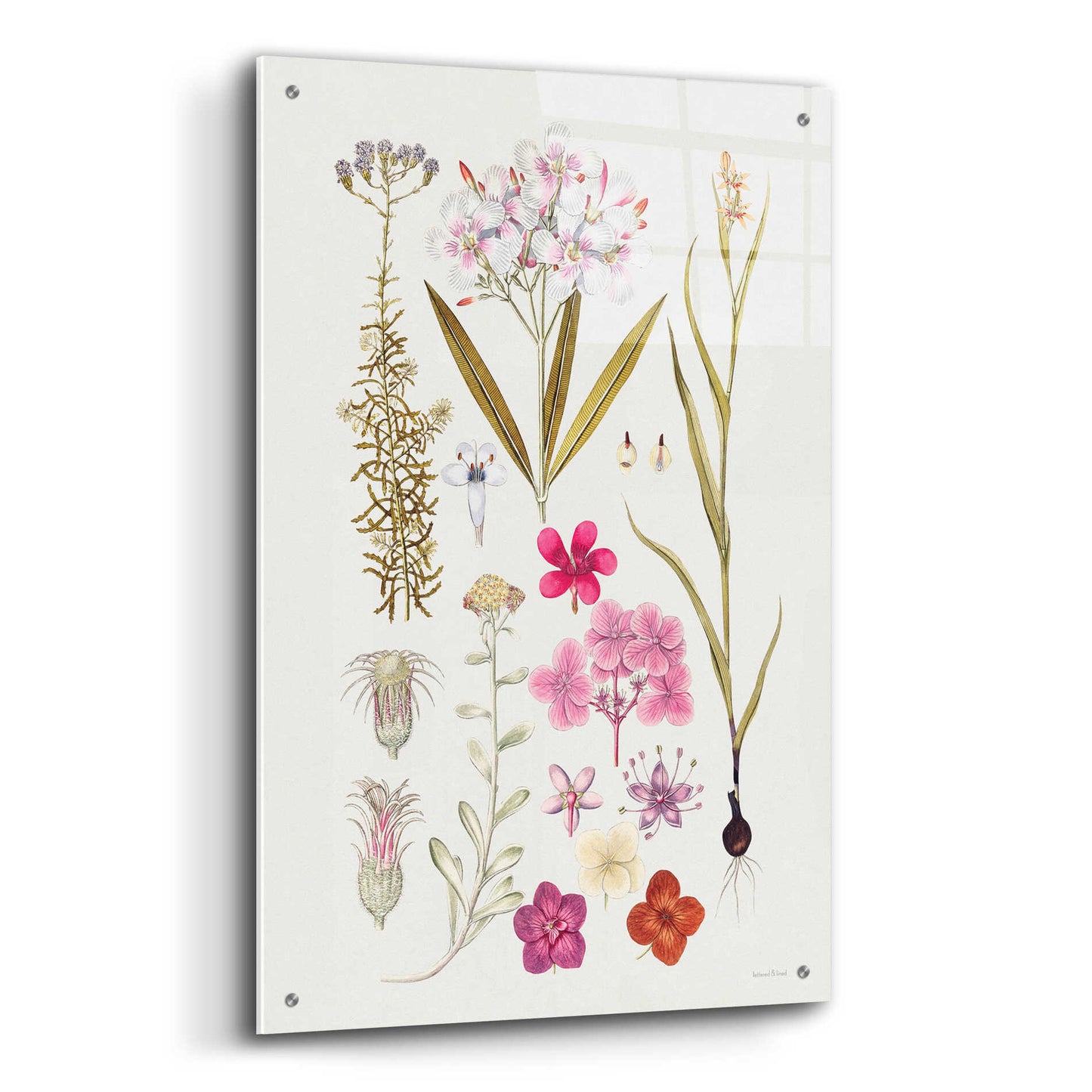 Epic Art 'Vintage Bloom Study' by lettered & lined, Acrylic Glass Wall Art,24x36