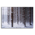 Epic Art 'Red Woods' by Martin Podt, Acrylic Glass Wall Art