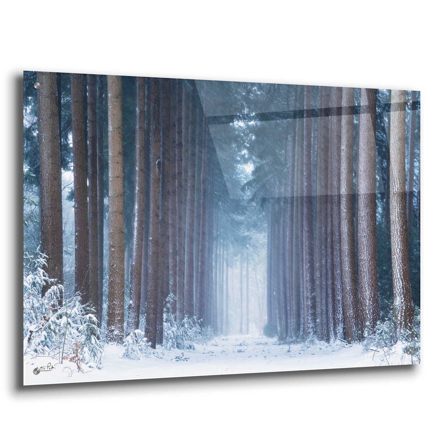 Epic Art 'Polar Winter' by Martin Podt, Acrylic Glass Wall Art,36x24