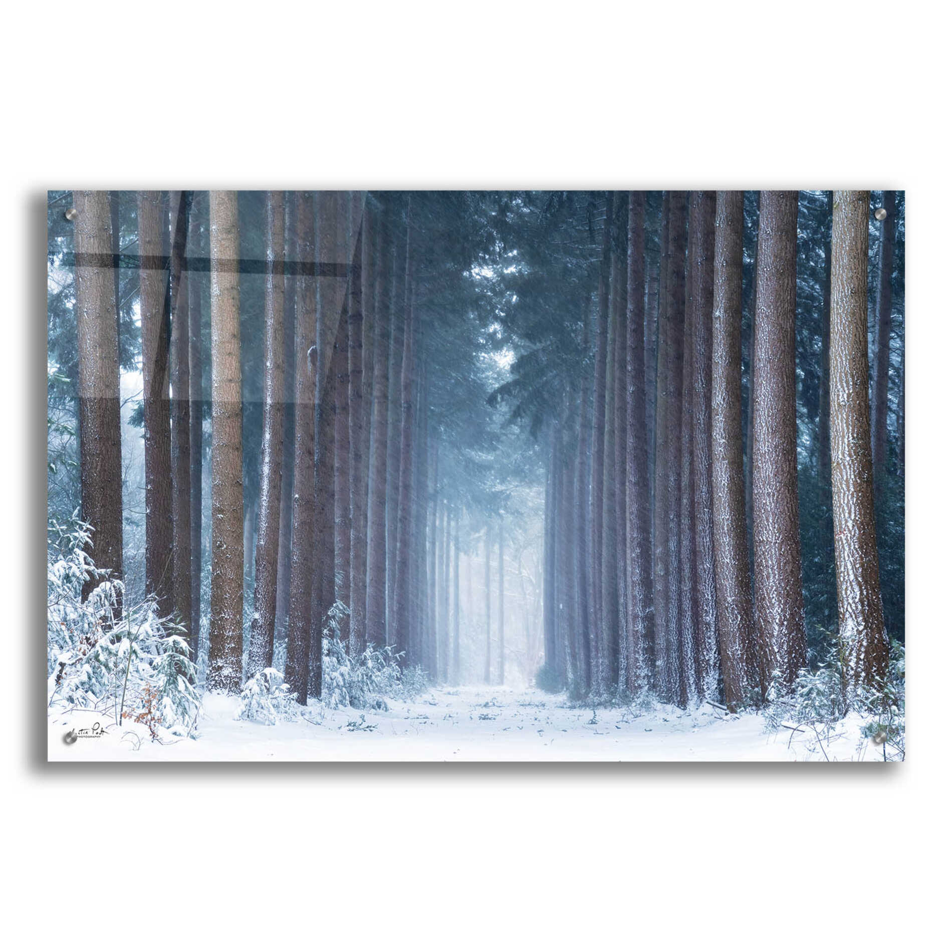 Epic Art 'Polar Winter' by Martin Podt, Acrylic Glass Wall Art,36x24