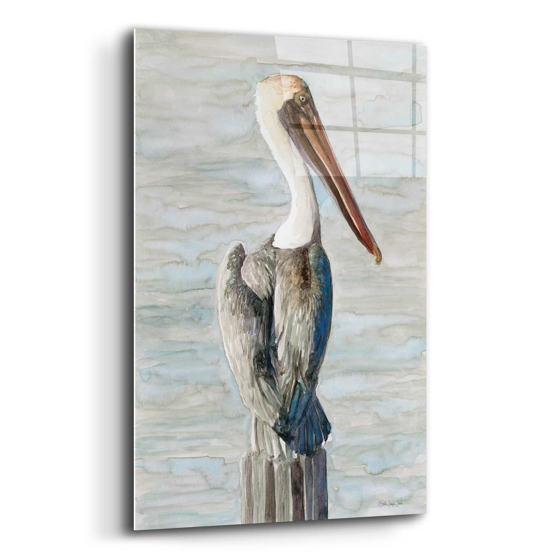 Epic Art 'Brown Pelican 1' by Stellar Design Studio, Acrylic Glass Wall Art,16x24