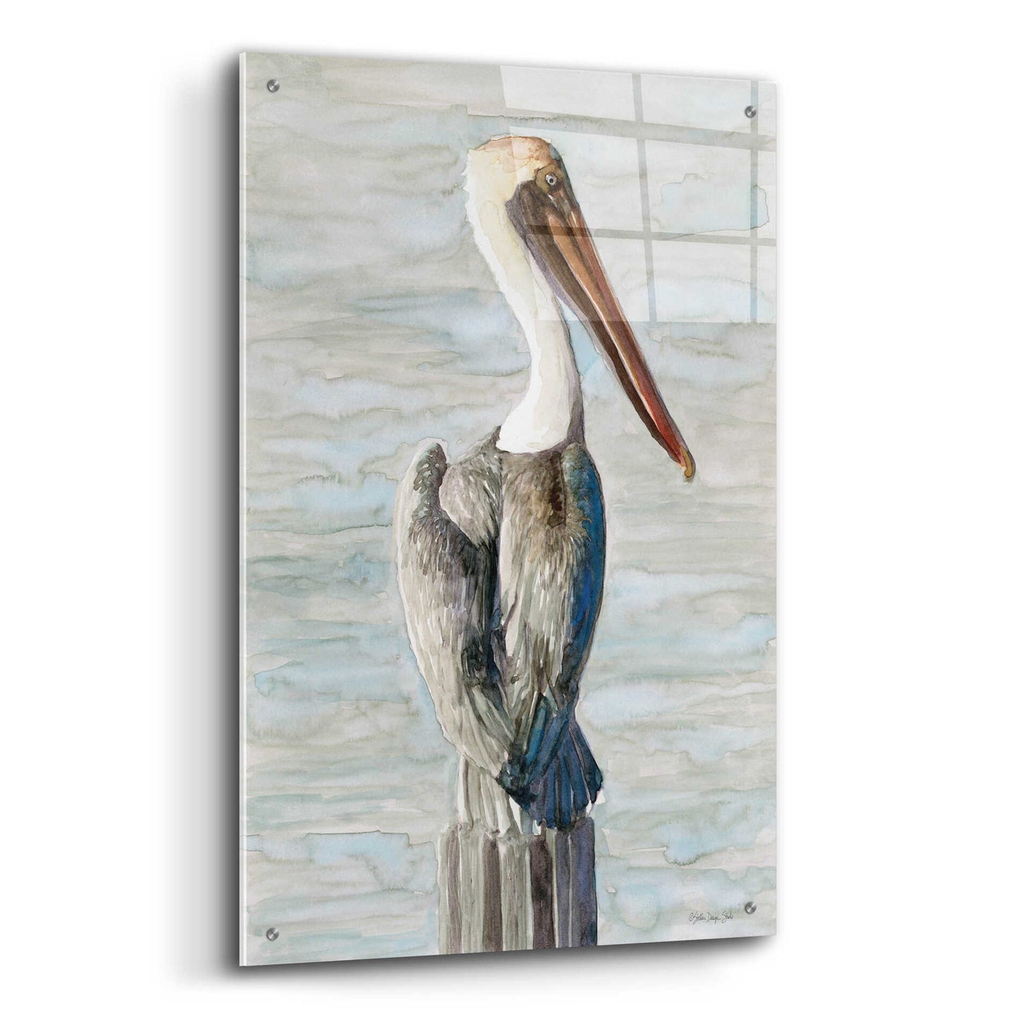 Epic Art 'Brown Pelican 1' by Stellar Design Studio, Acrylic Glass Wall Art,24x36