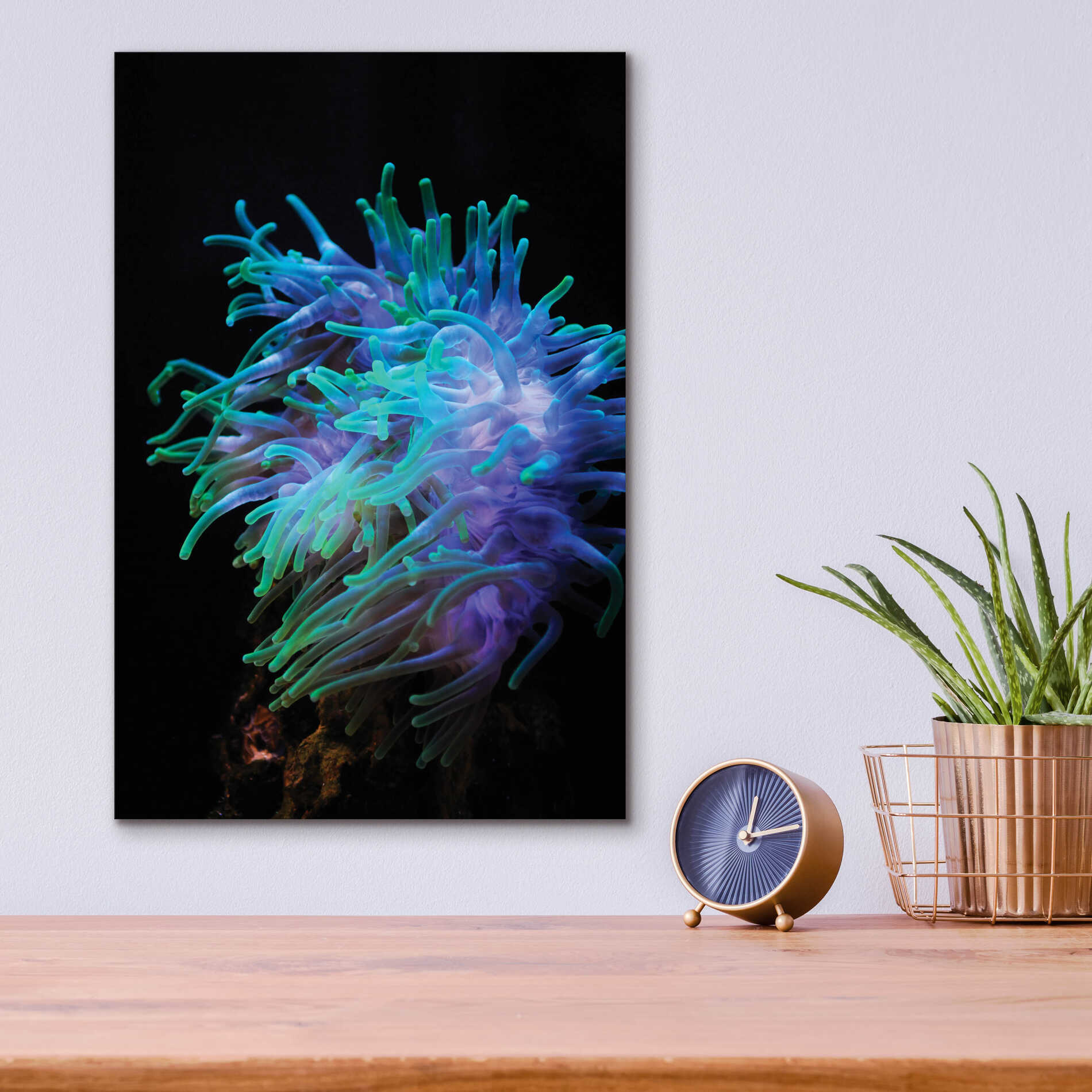 Epic Art 'Actinia' by Epic Portfolio Acrylic Glass Wall Art,12x16