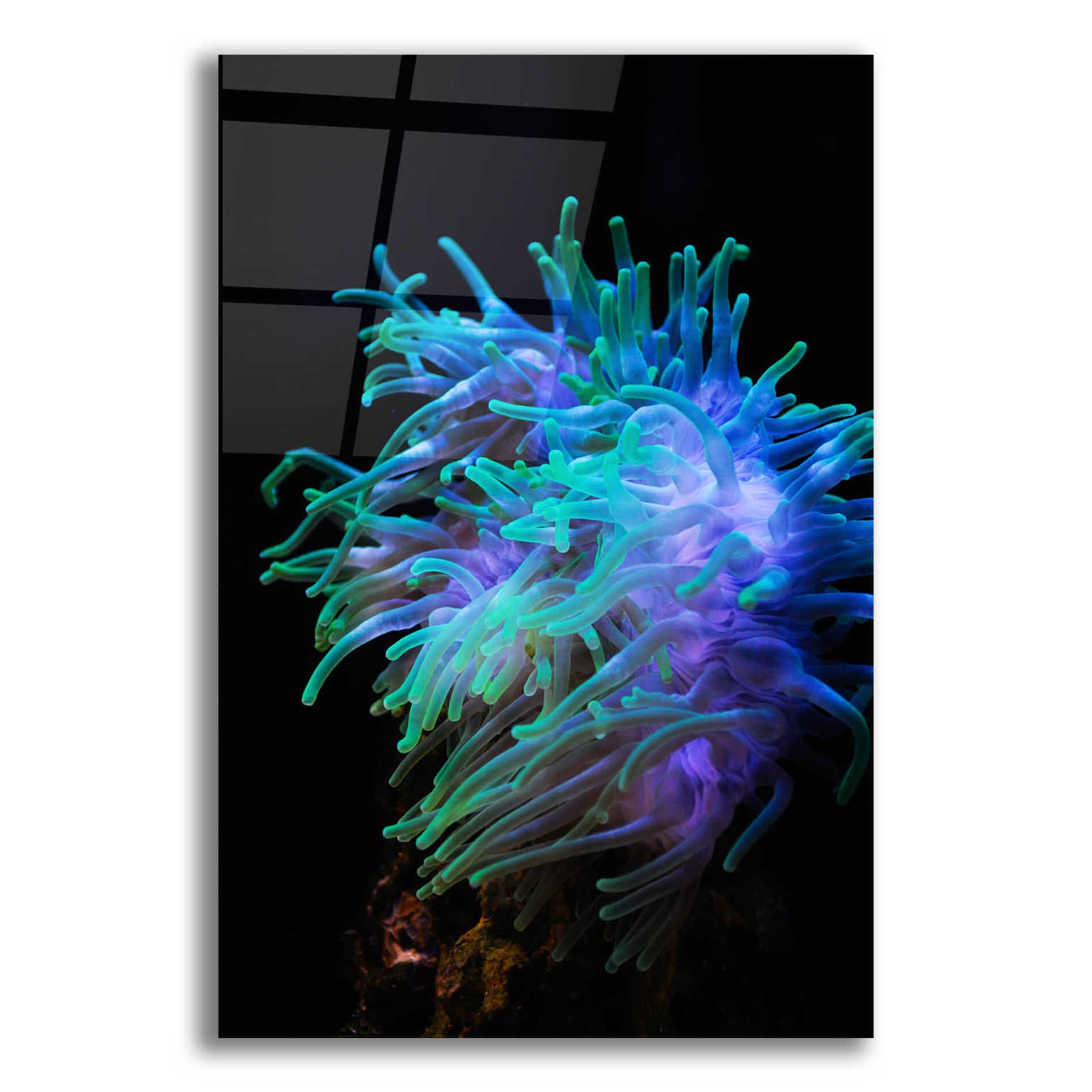 Epic Art 'Actinia' by Epic Portfolio Acrylic Glass Wall Art,12x16