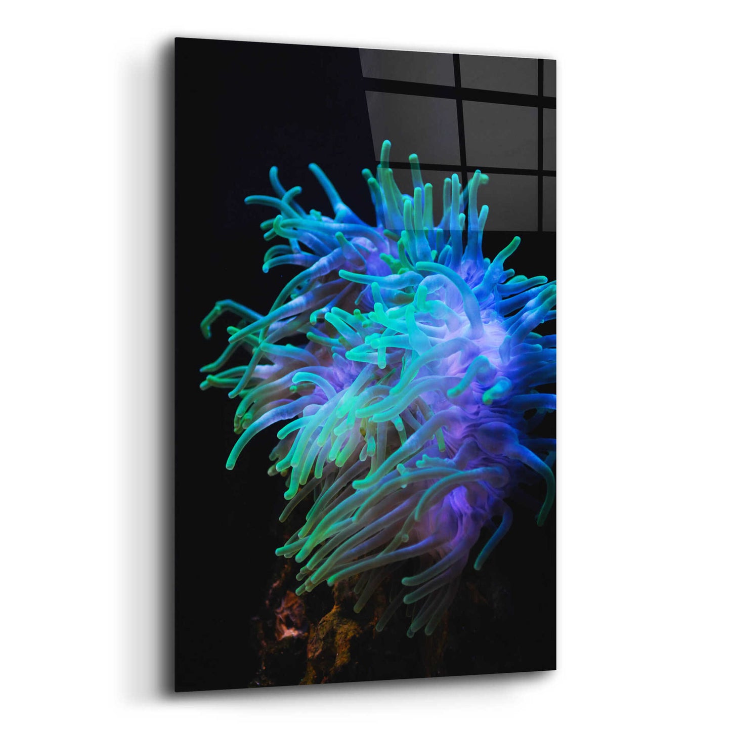 Epic Art 'Actinia' by Epic Portfolio Acrylic Glass Wall Art,16x24