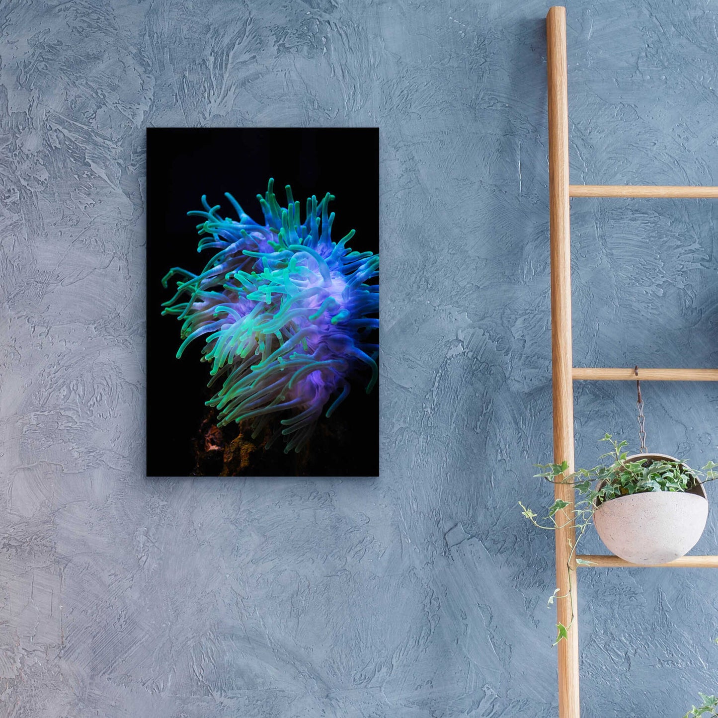 Epic Art 'Actinia' by Epic Portfolio Acrylic Glass Wall Art,16x24