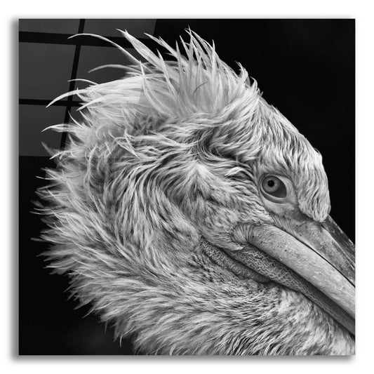 Epic Art 'Bad Hairday' by Epic Portfolio Acrylic Glass Wall Art