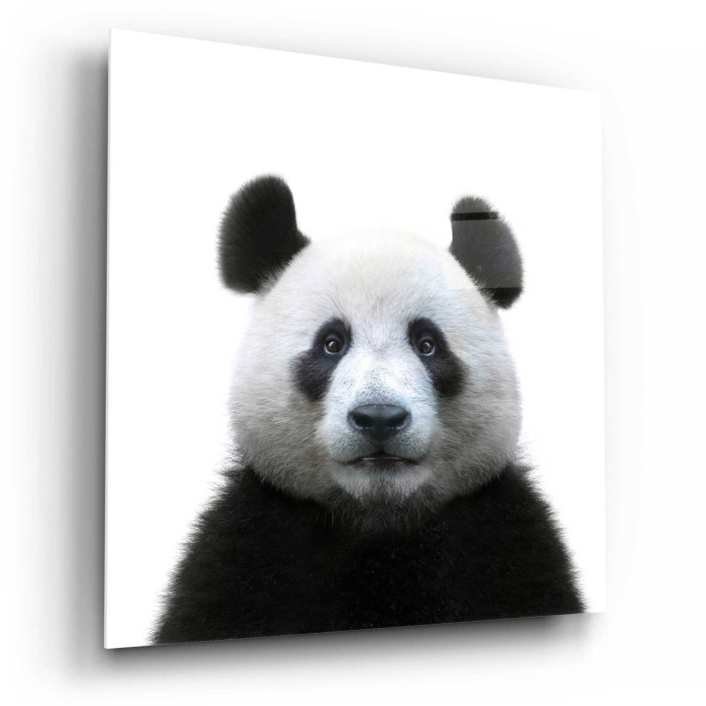 Epic Art 'Bamboo Bear' by Epic Portfolio Acrylic Glass Wall Art,12x12