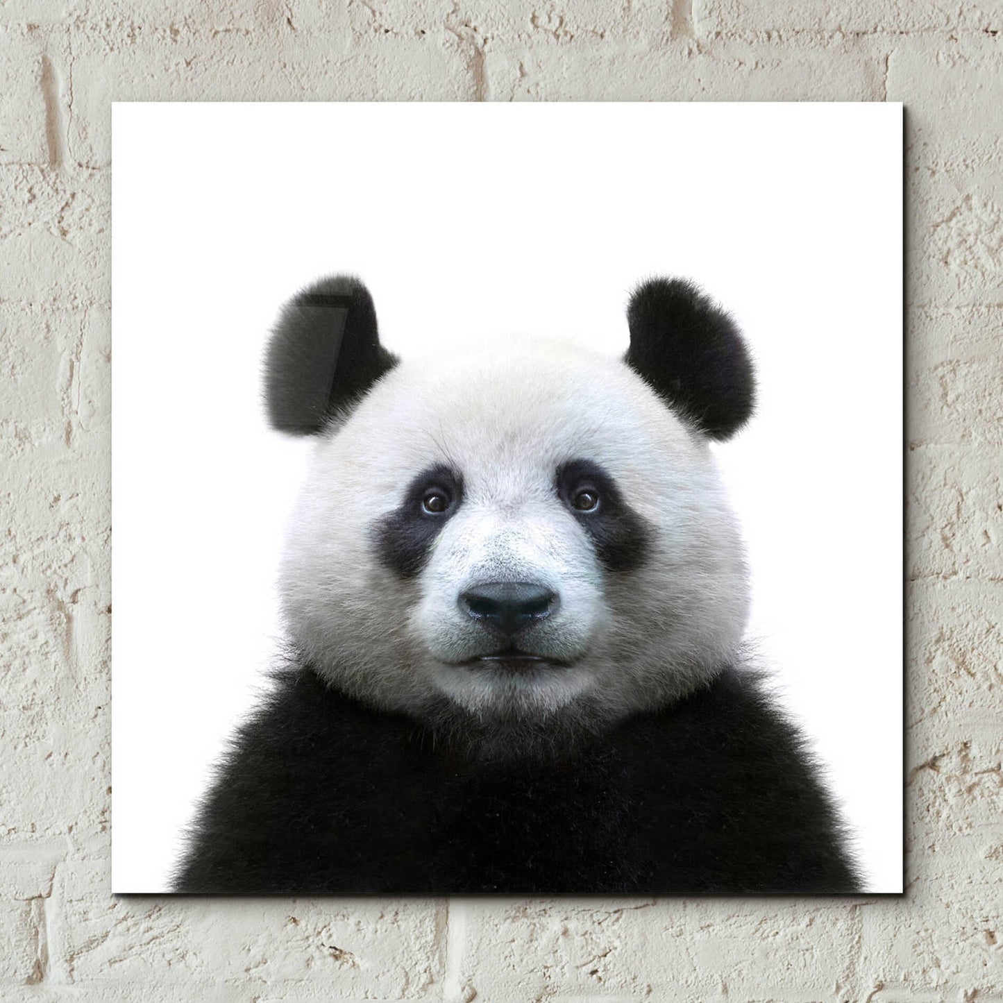 Epic Art 'Bamboo Bear' by Epic Portfolio Acrylic Glass Wall Art,12x12