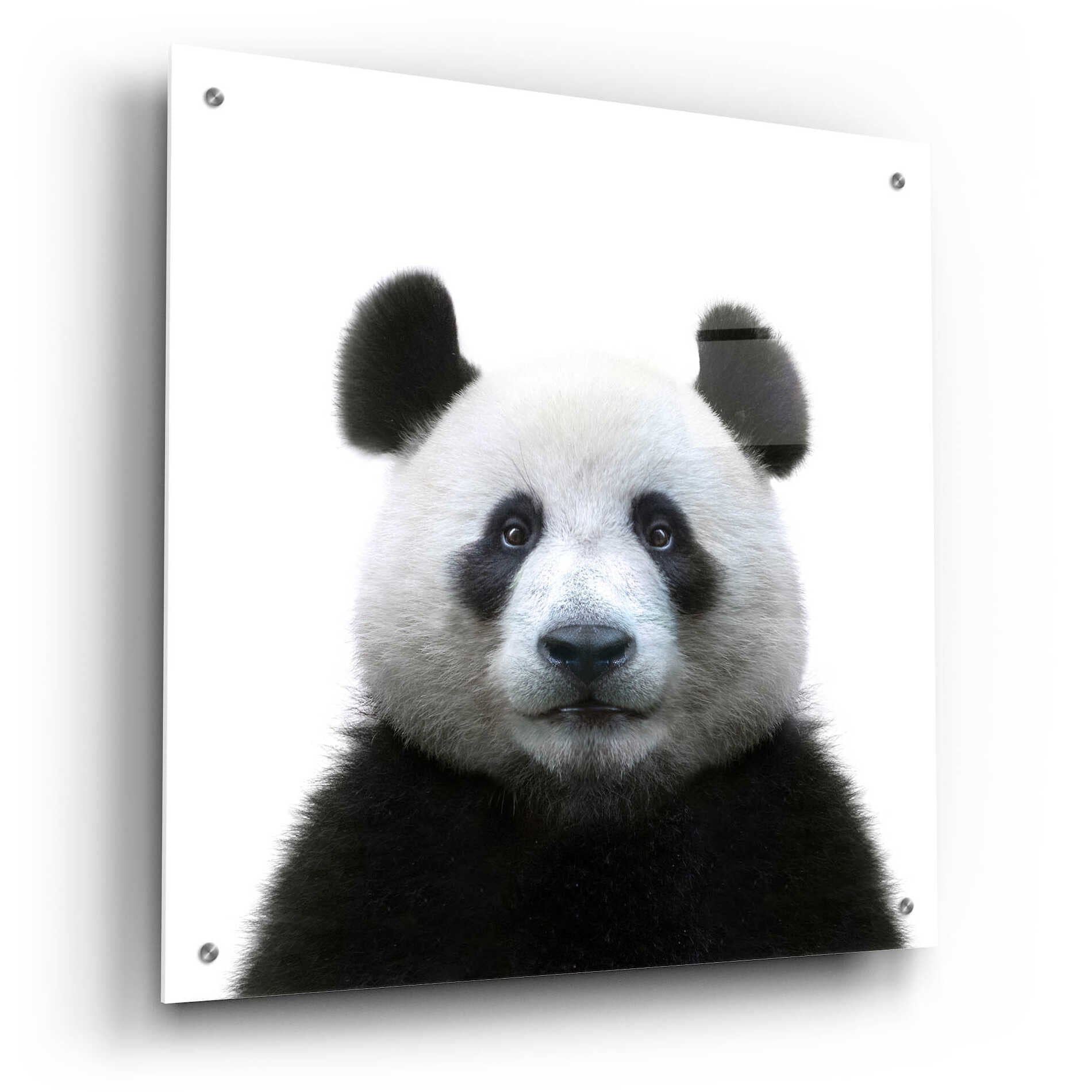 Epic Art 'Bamboo Bear' by Epic Portfolio Acrylic Glass Wall Art,24x24