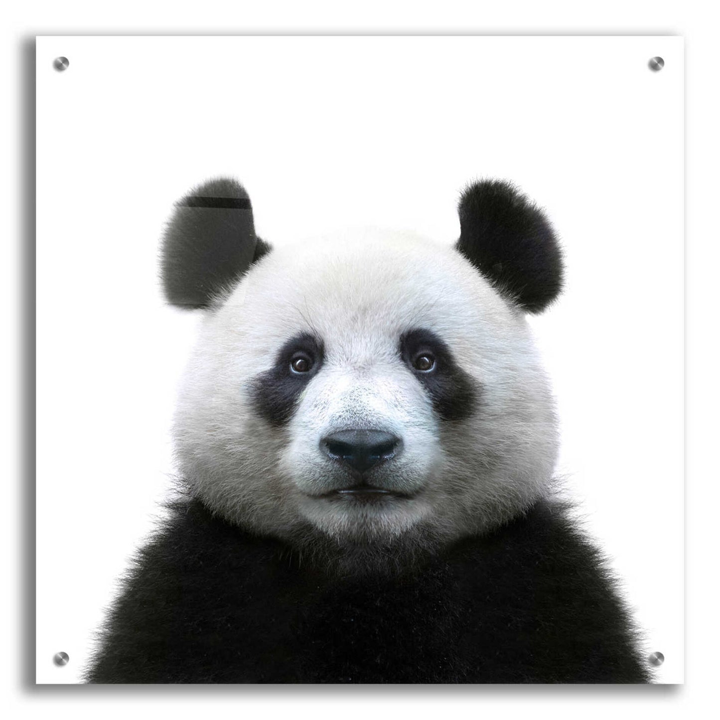 Epic Art 'Bamboo Bear' by Epic Portfolio Acrylic Glass Wall Art,24x24