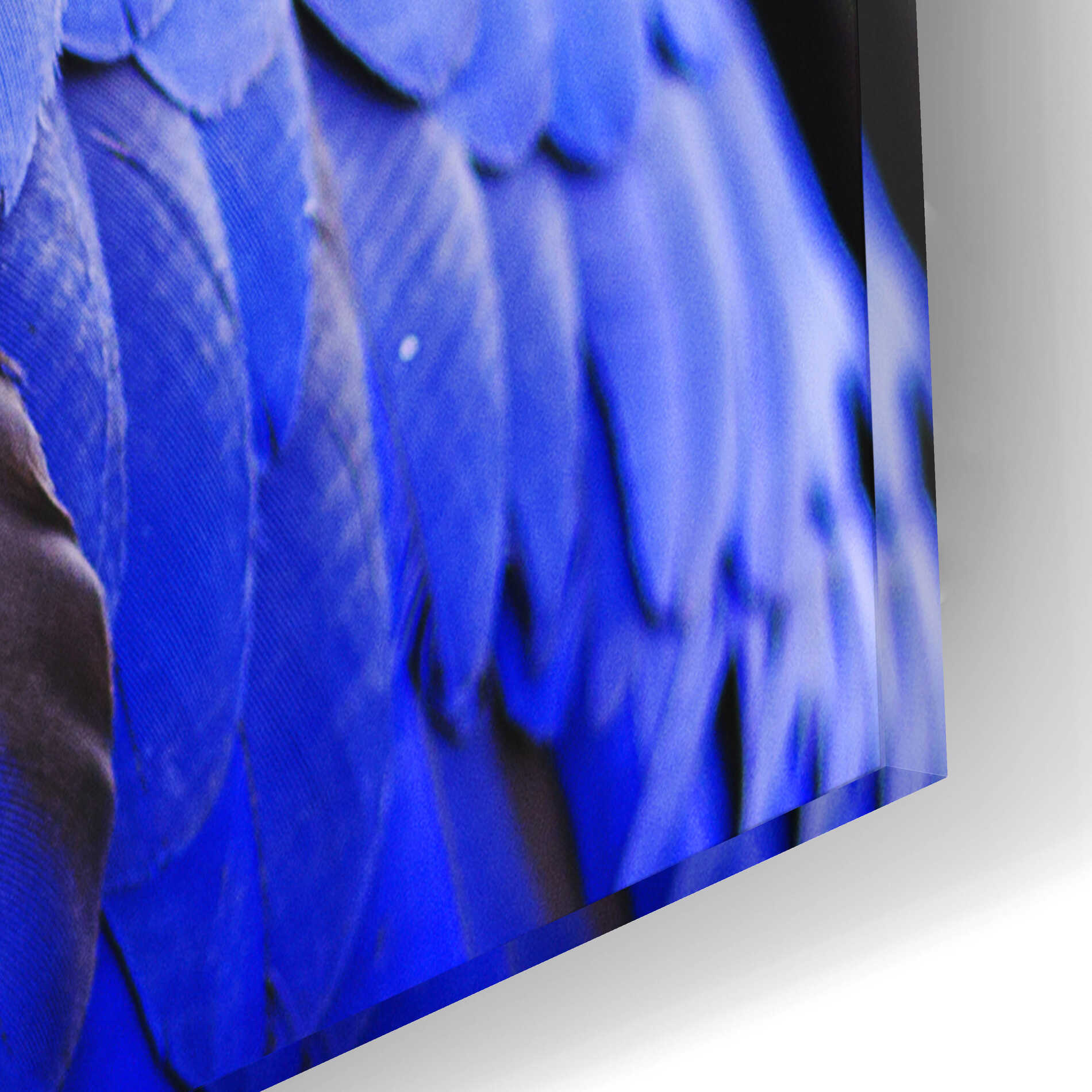 Epic Art 'Blue Quill' by Epic Portfolio Acrylic Glass Wall Art,12x12