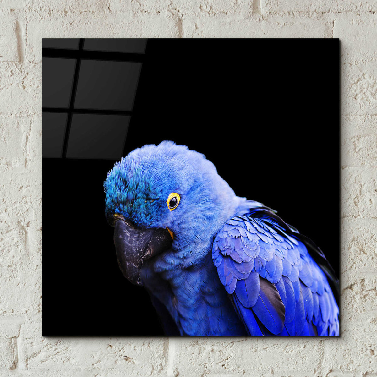 Epic Art 'Blue Quill' by Epic Portfolio Acrylic Glass Wall Art,12x12