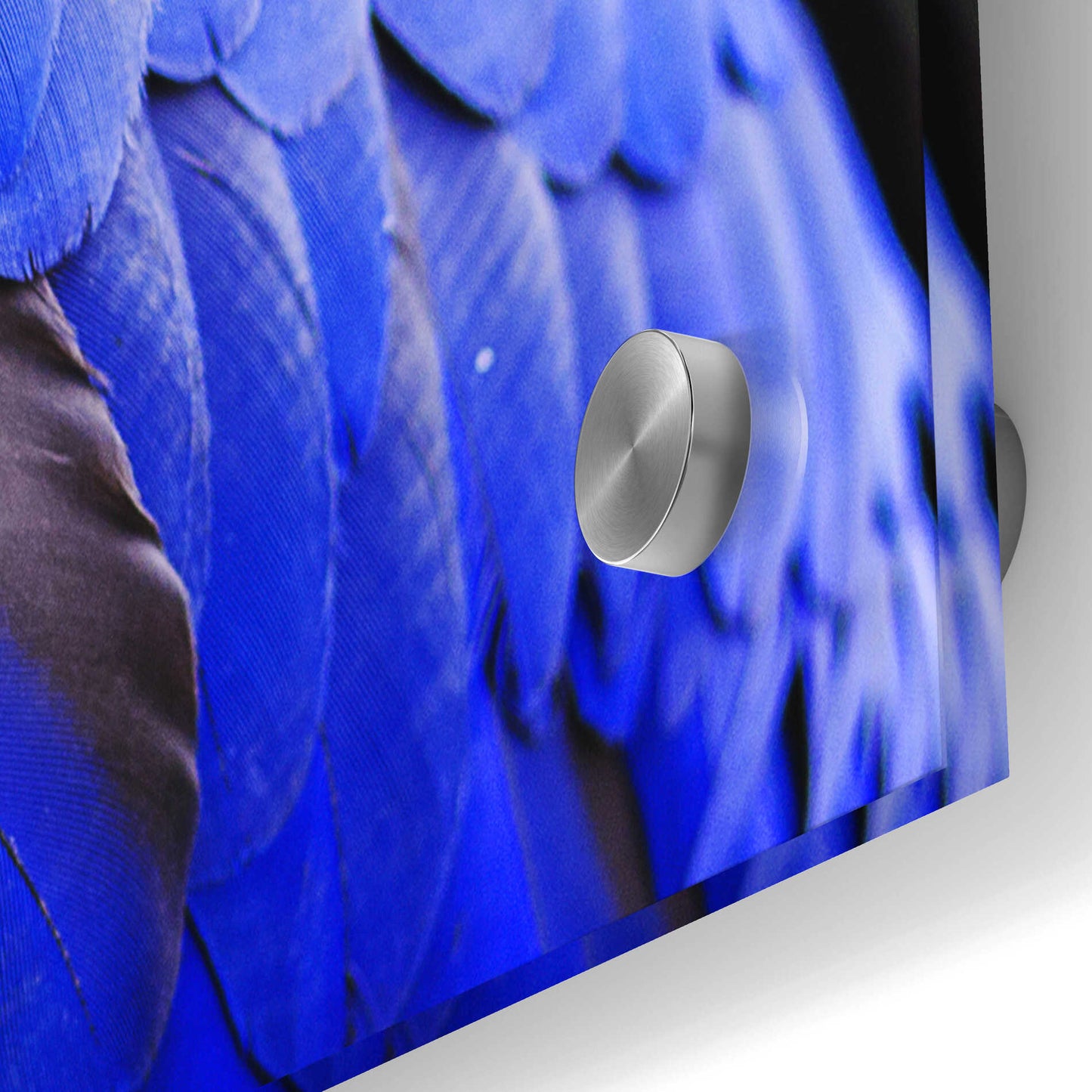 Epic Art 'Blue Quill' by Epic Portfolio Acrylic Glass Wall Art,36x36