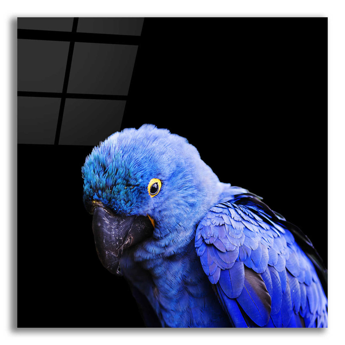 Epic Art 'Blue Quill' by Epic Portfolio Acrylic Glass Wall Art