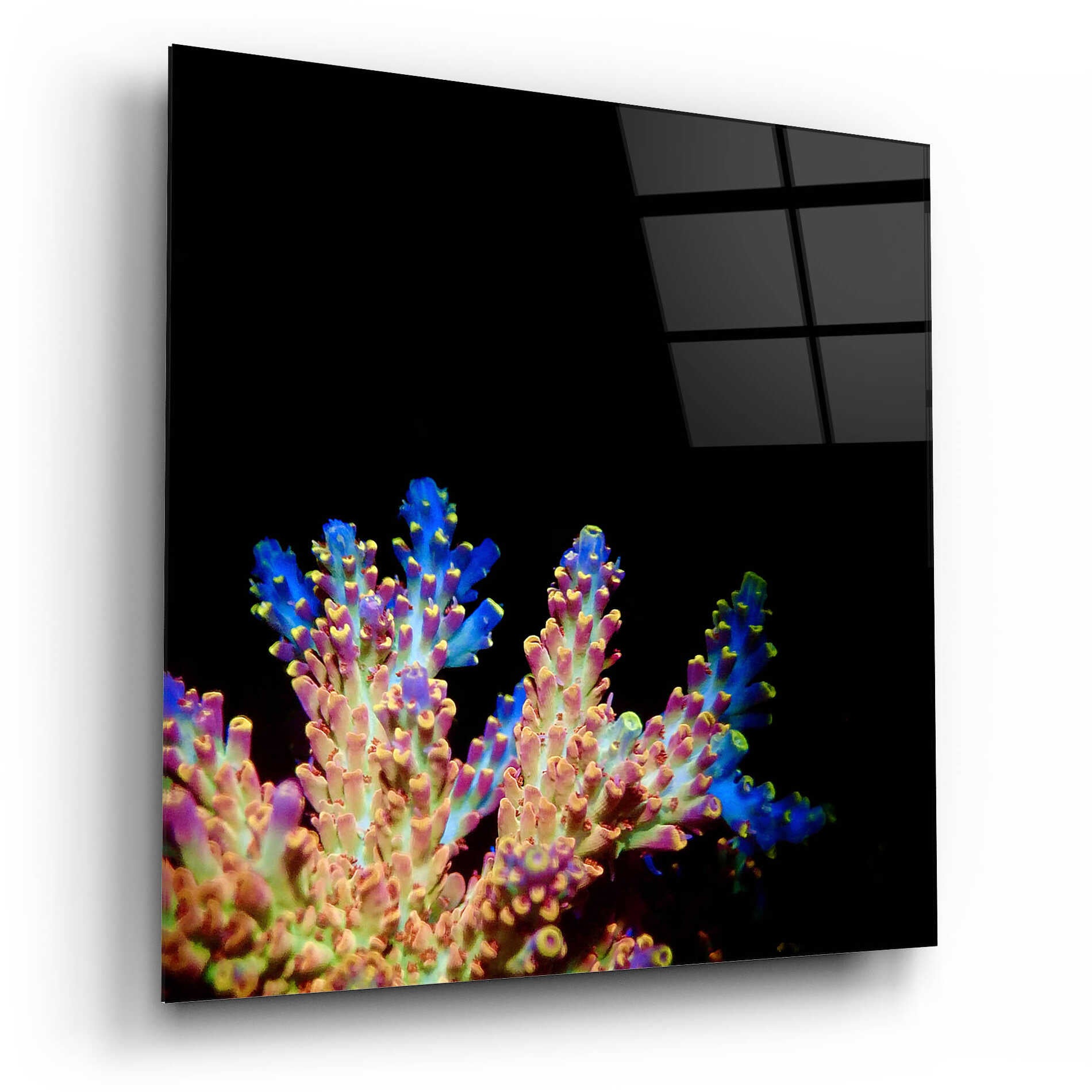 Epic Art 'Coral Reef' by Epic Portfolio Acrylic Glass Wall Art,12x12