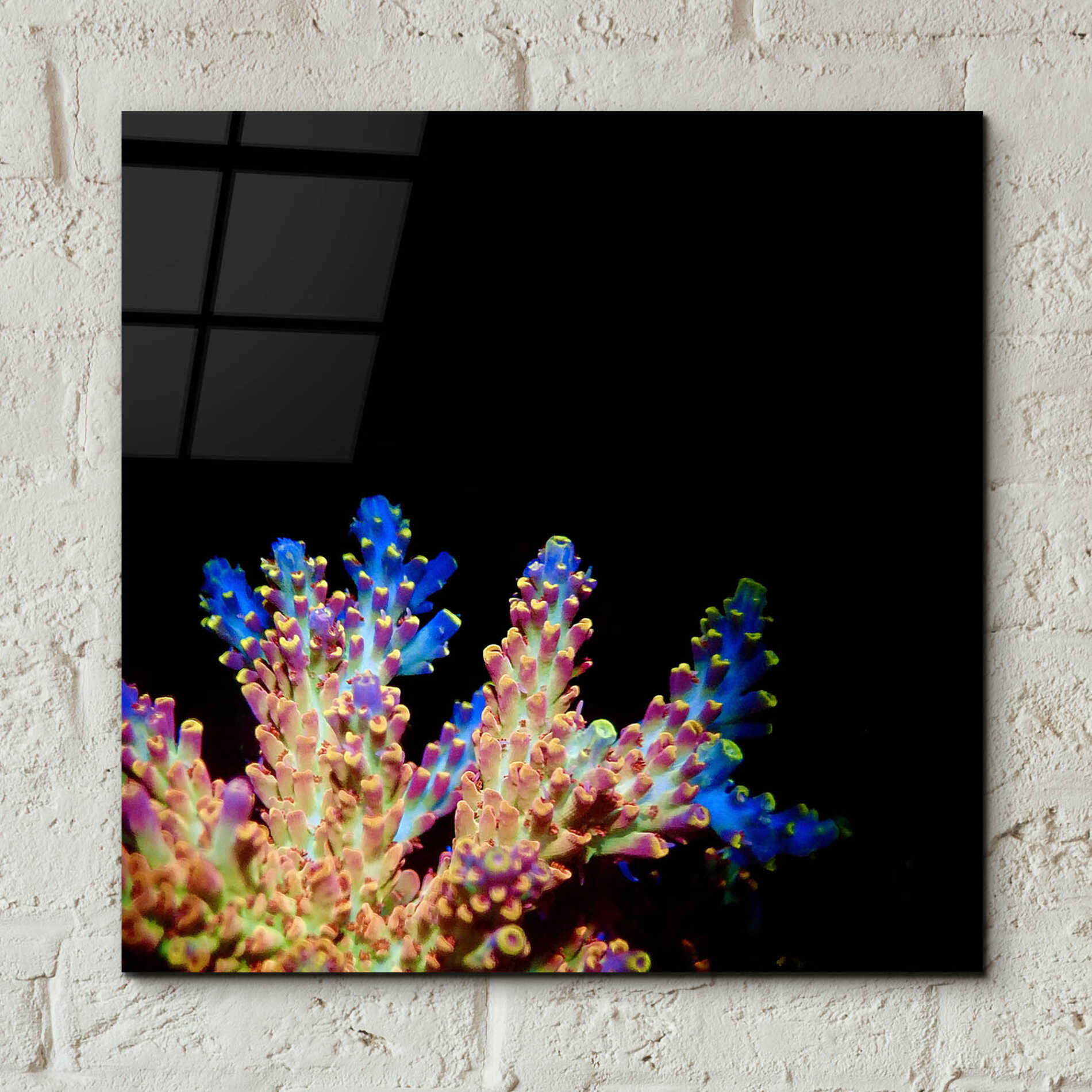 Epic Art 'Coral Reef' by Epic Portfolio Acrylic Glass Wall Art,12x12