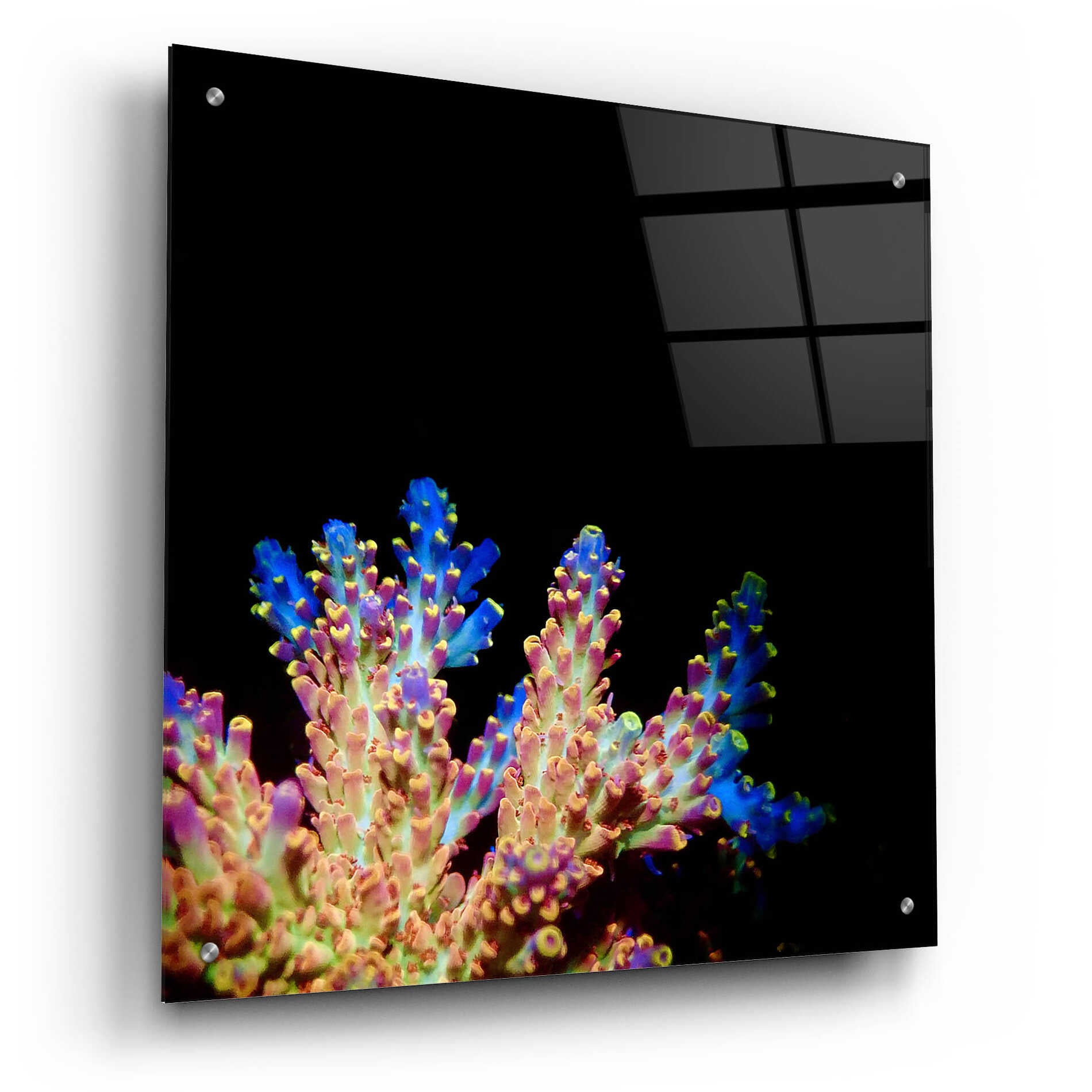 Epic Art 'Coral Reef' by Epic Portfolio Acrylic Glass Wall Art,24x24