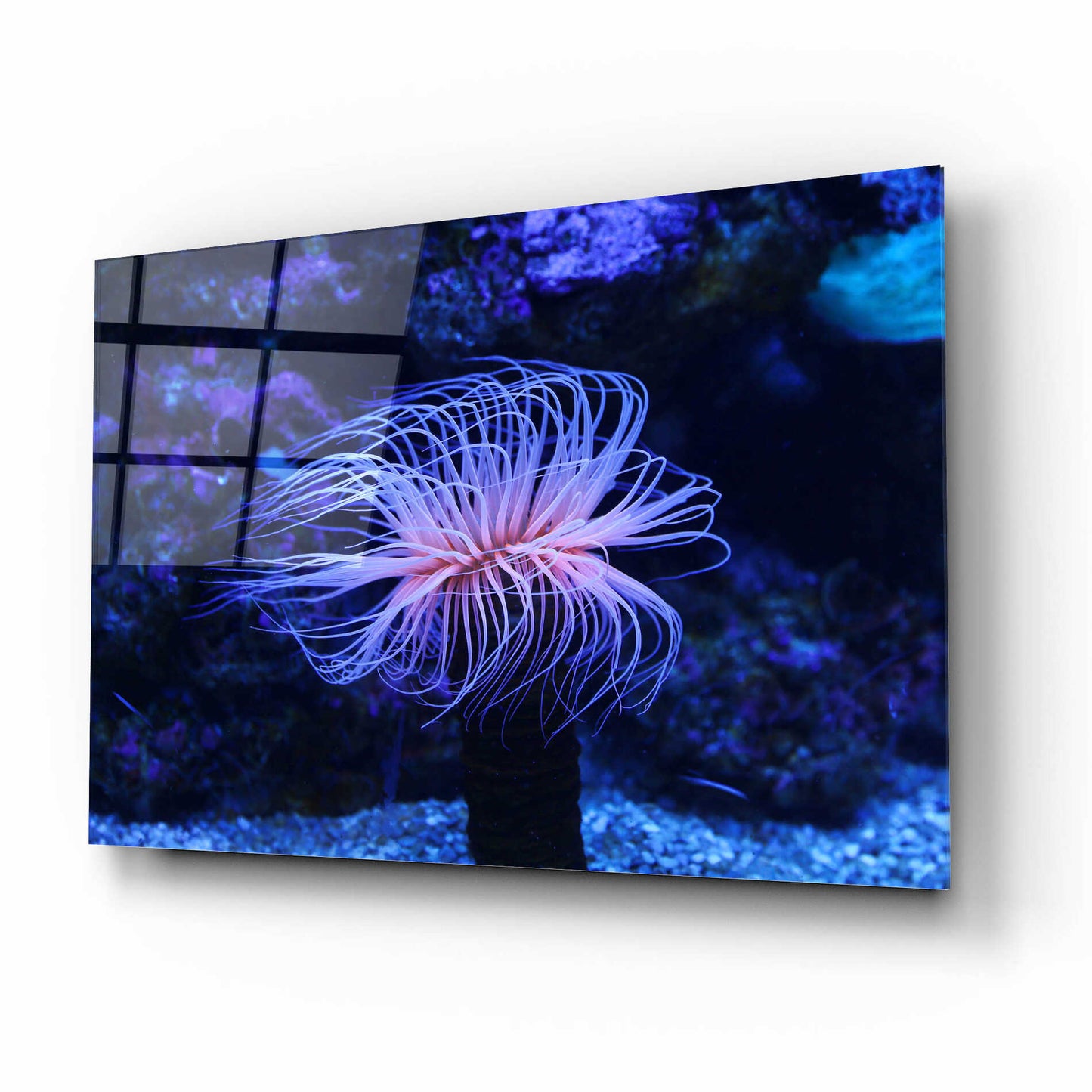 Epic Art 'Deep Sea Tango ' by Epic Portfolio Acrylic Glass Wall Art,16x12