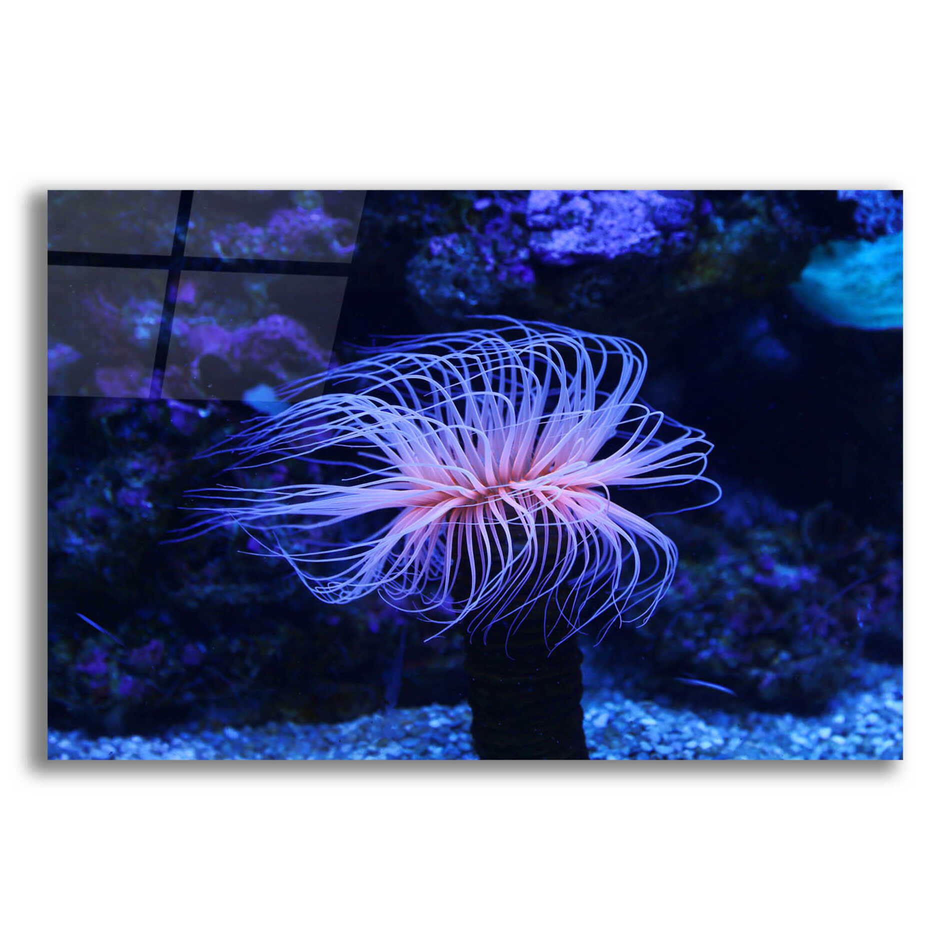 Epic Art 'Deep Sea Tango ' by Epic Portfolio Acrylic Glass Wall Art,16x12