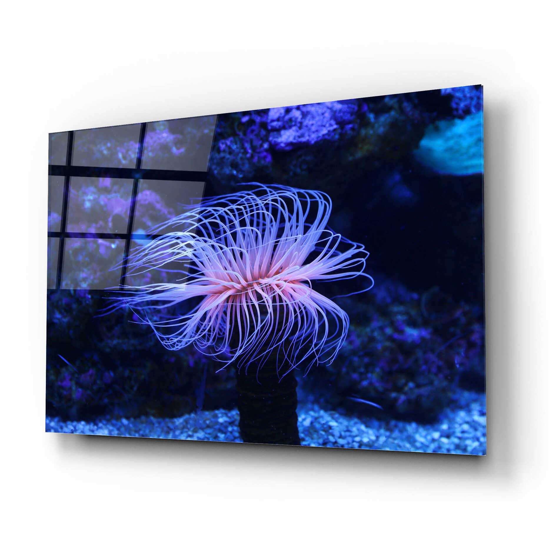 Epic Art 'Deep Sea Tango ' by Epic Portfolio Acrylic Glass Wall Art,24x16