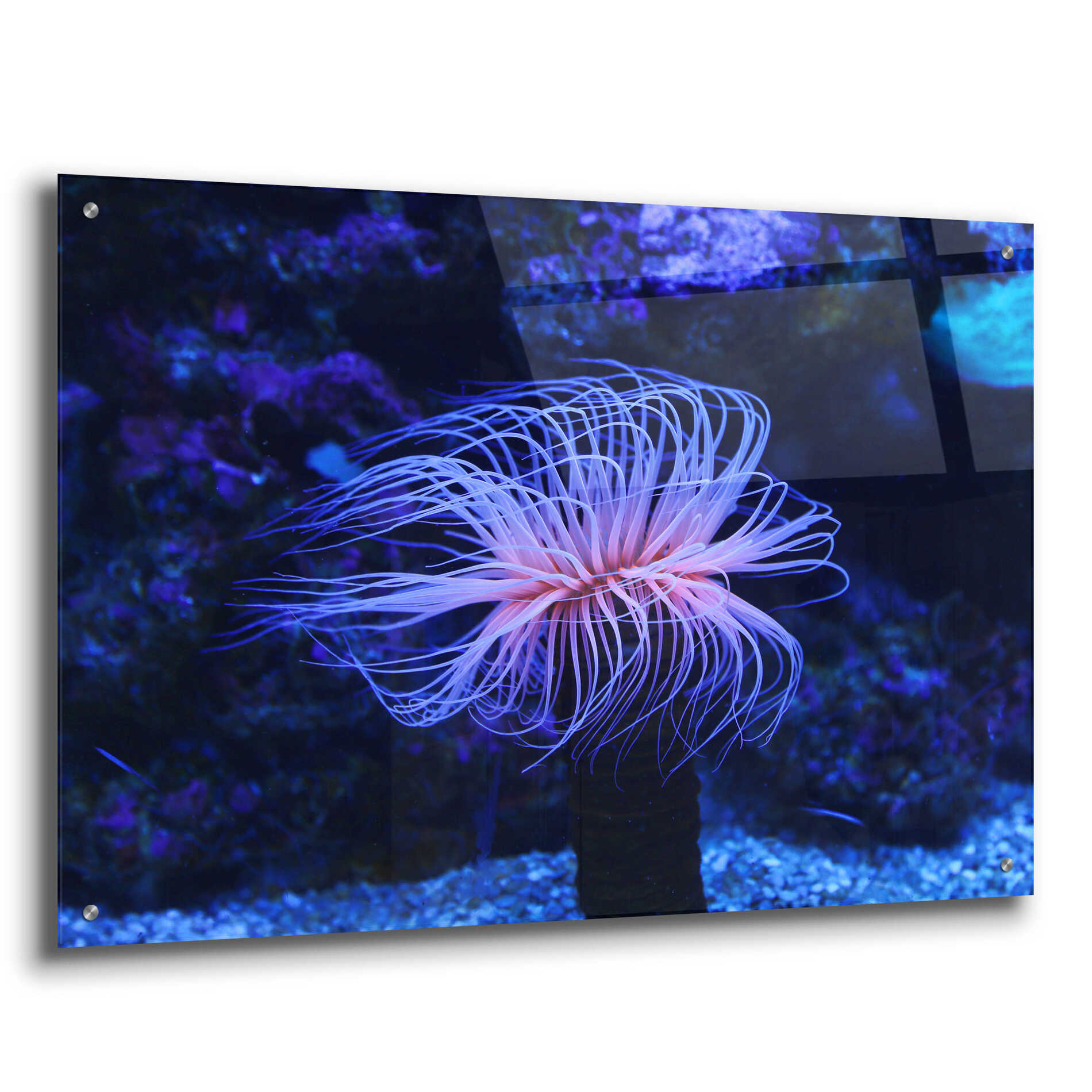 Epic Art 'Deep Sea Tango ' by Epic Portfolio Acrylic Glass Wall Art,36x24