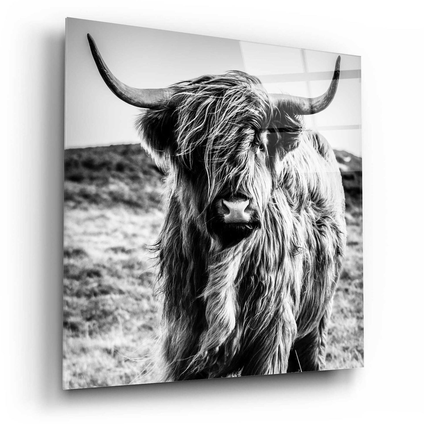 Epic Art 'Fluffy Cow' by Epic Portfolio Acrylic Glass Wall Art,12x12