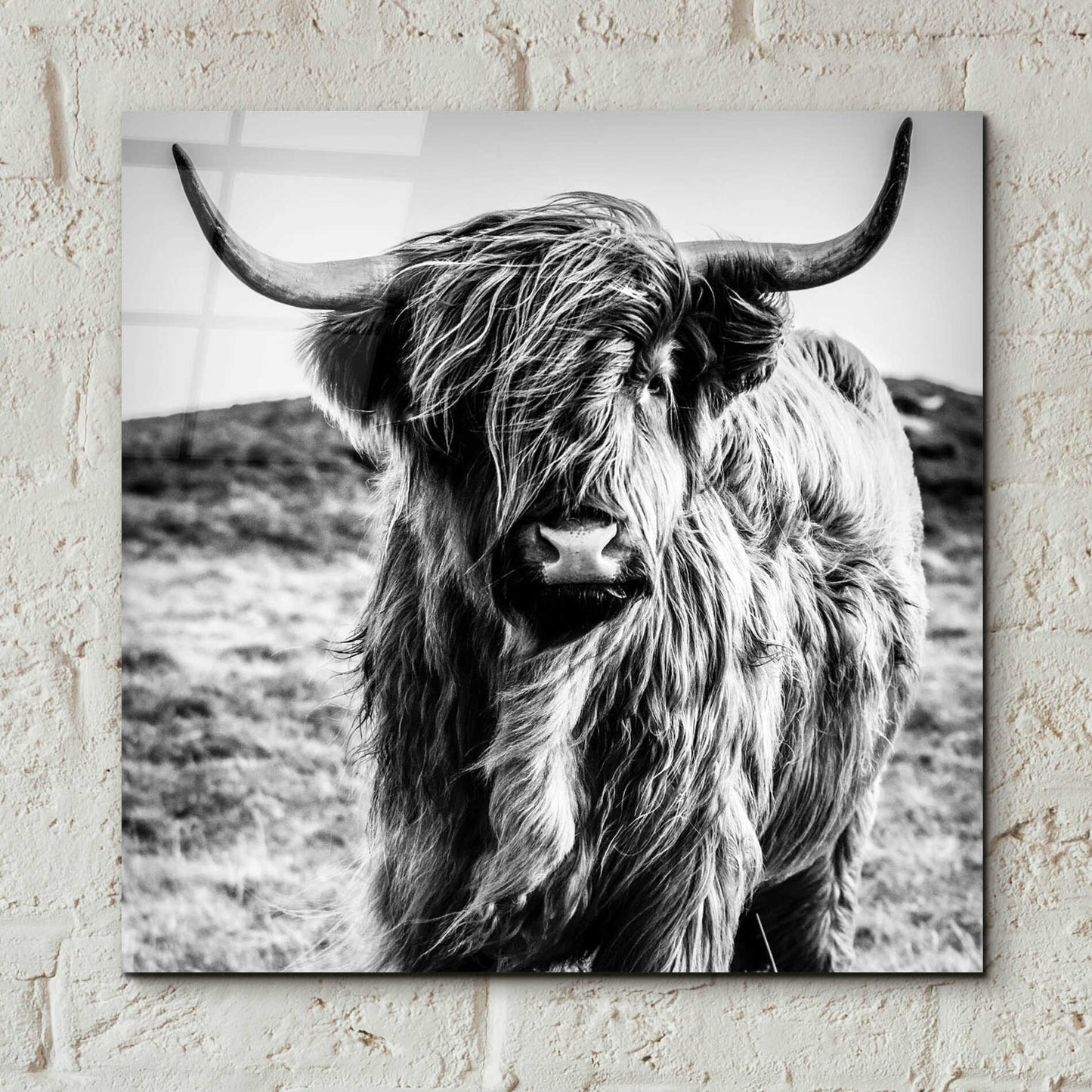 Epic Art 'Fluffy Cow' by Epic Portfolio Acrylic Glass Wall Art,12x12