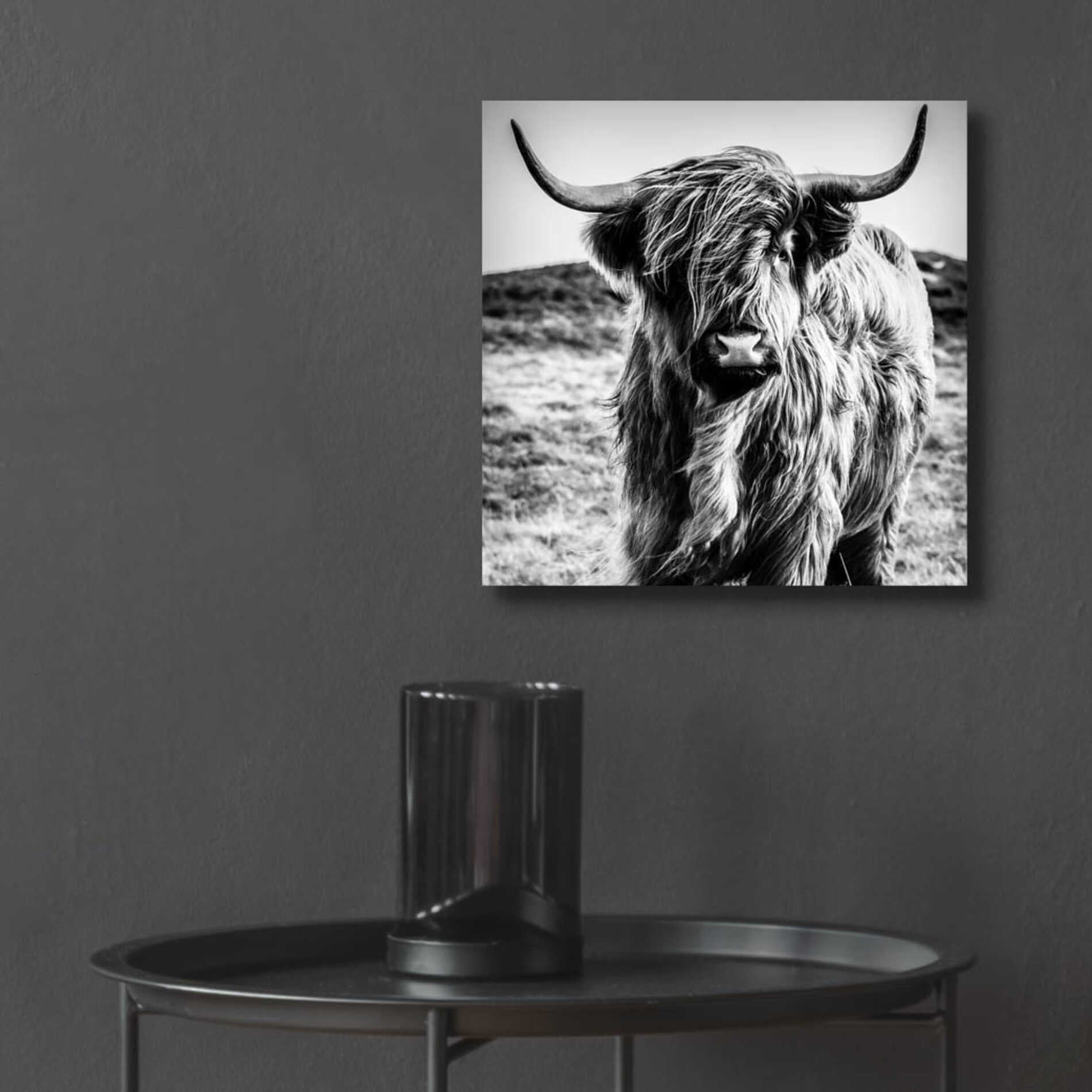 Epic Art 'Fluffy Cow' by Epic Portfolio Acrylic Glass Wall Art,12x12